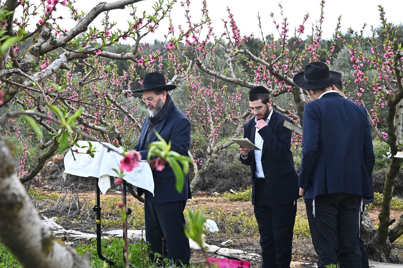 תושבי בני ברק בברכת האילנות
