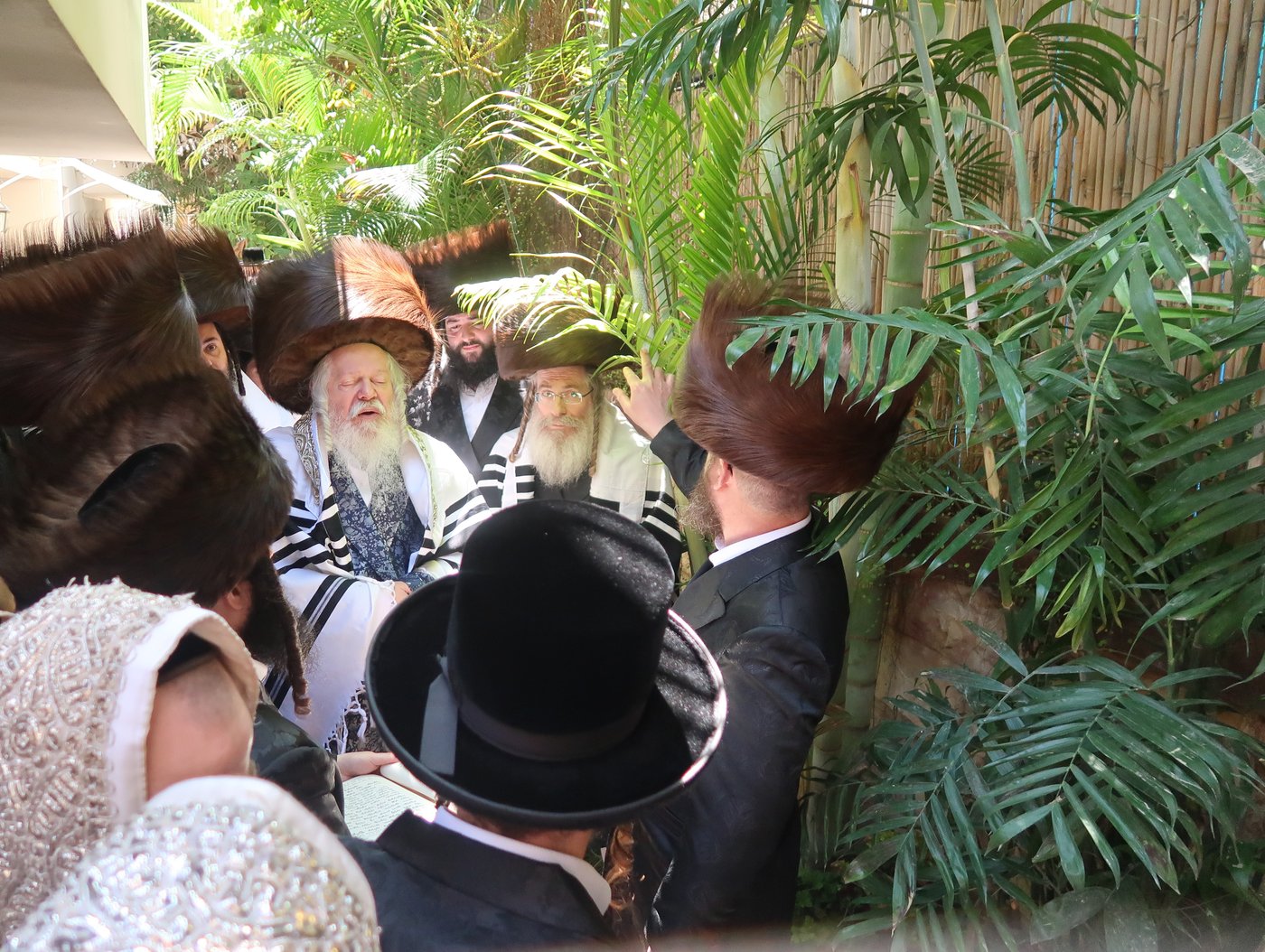 האדמו"ר מפרמישלאן בברכת האילנות