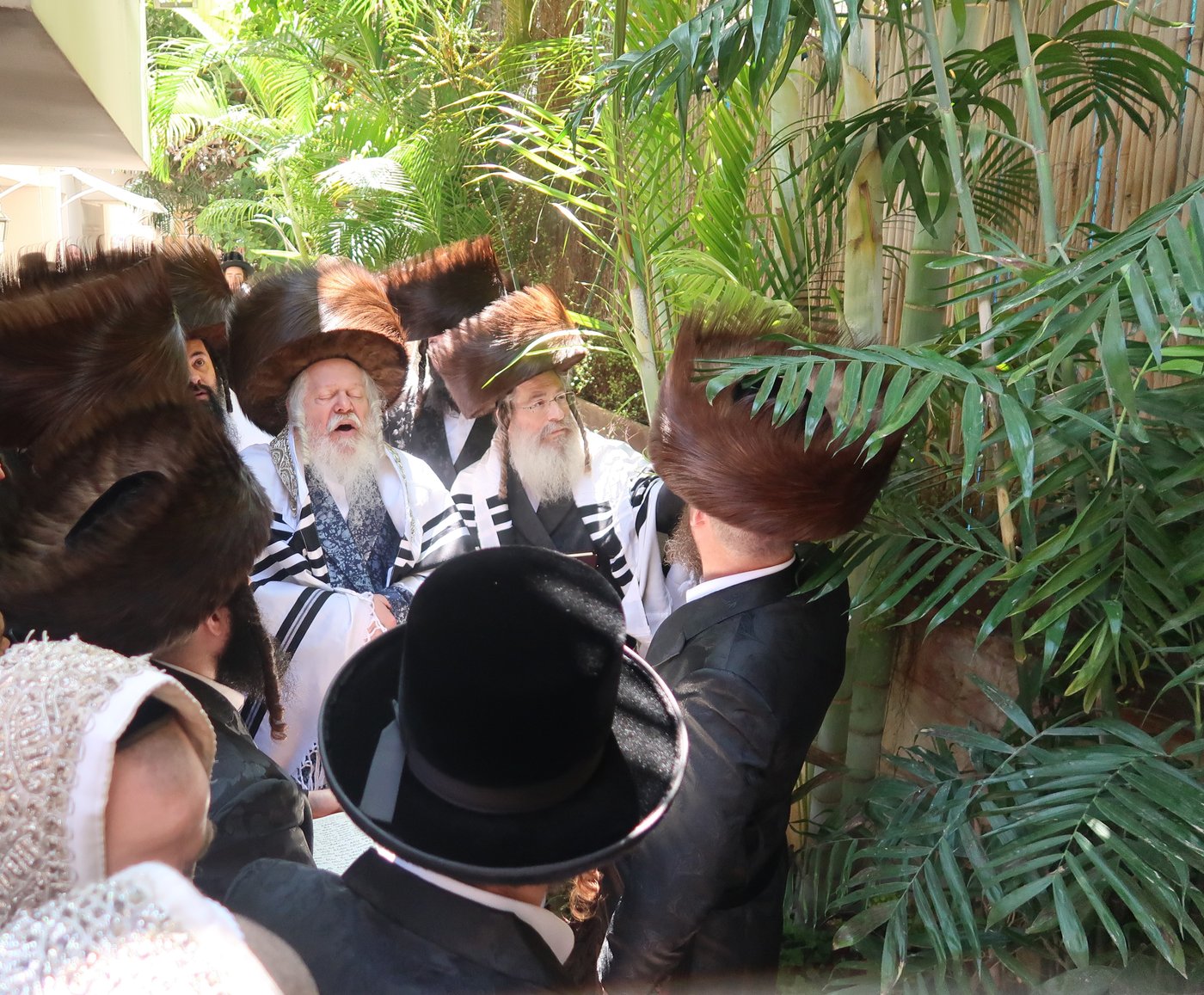 האדמו"ר מפרמישלאן בברכת האילנות
