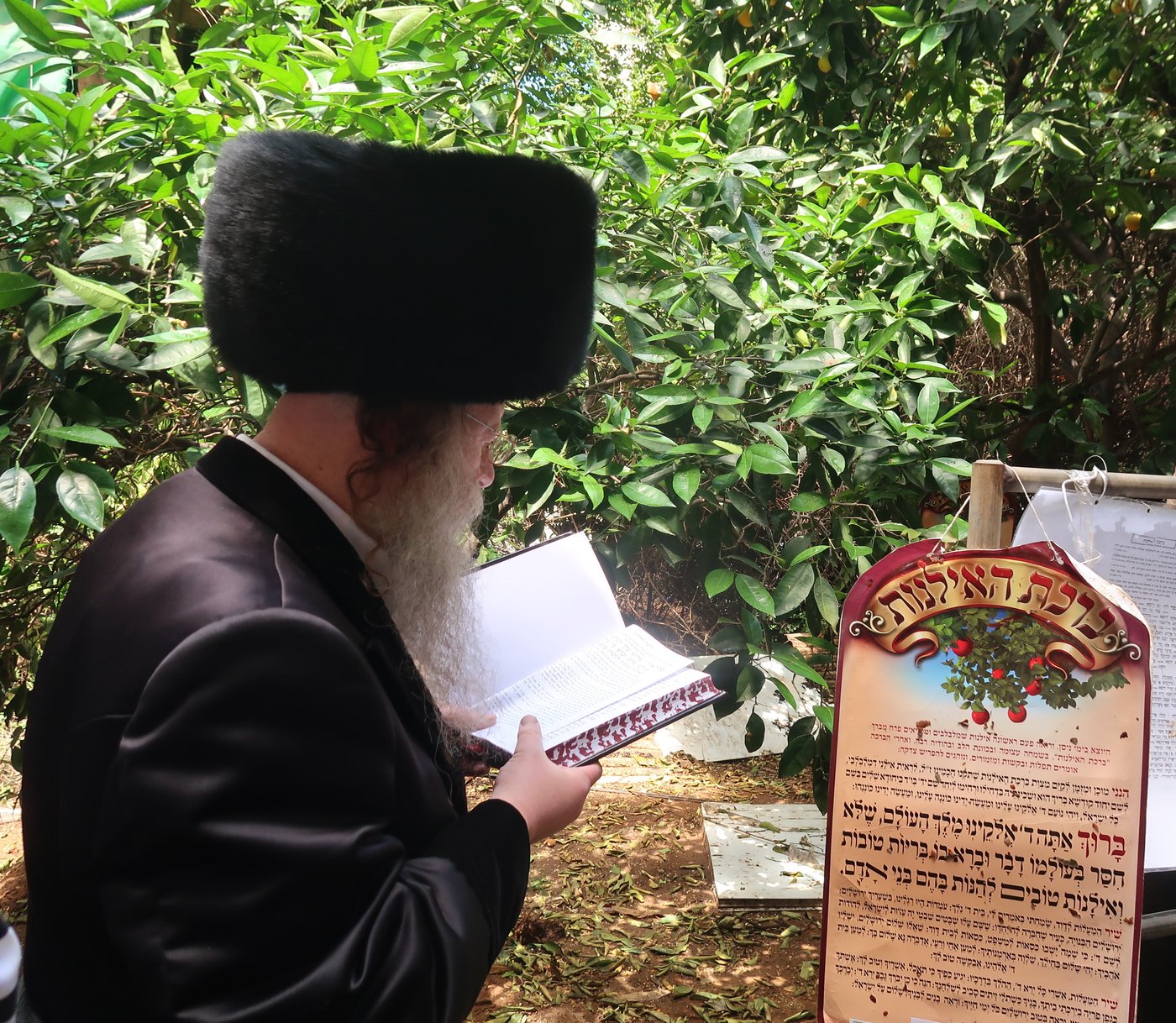 האדמו"ר מקוזמיר בברכת האילנות