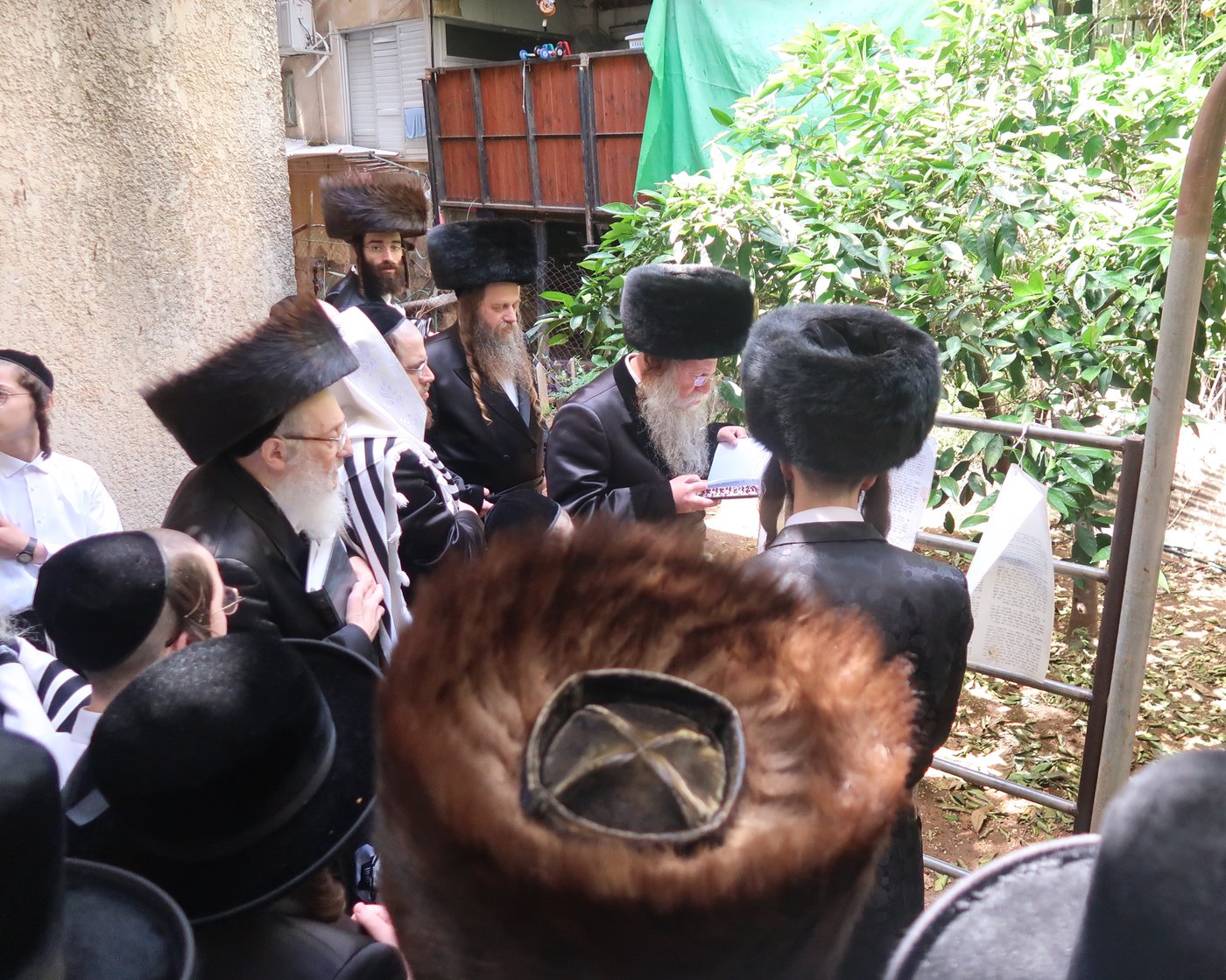 האדמו"ר מקוזמיר בברכת האילנות