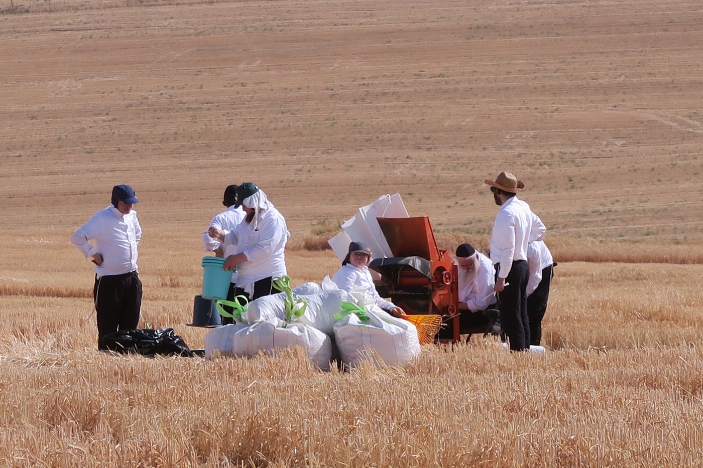 קצירת חיטים לחג הפסח תשפ''ו