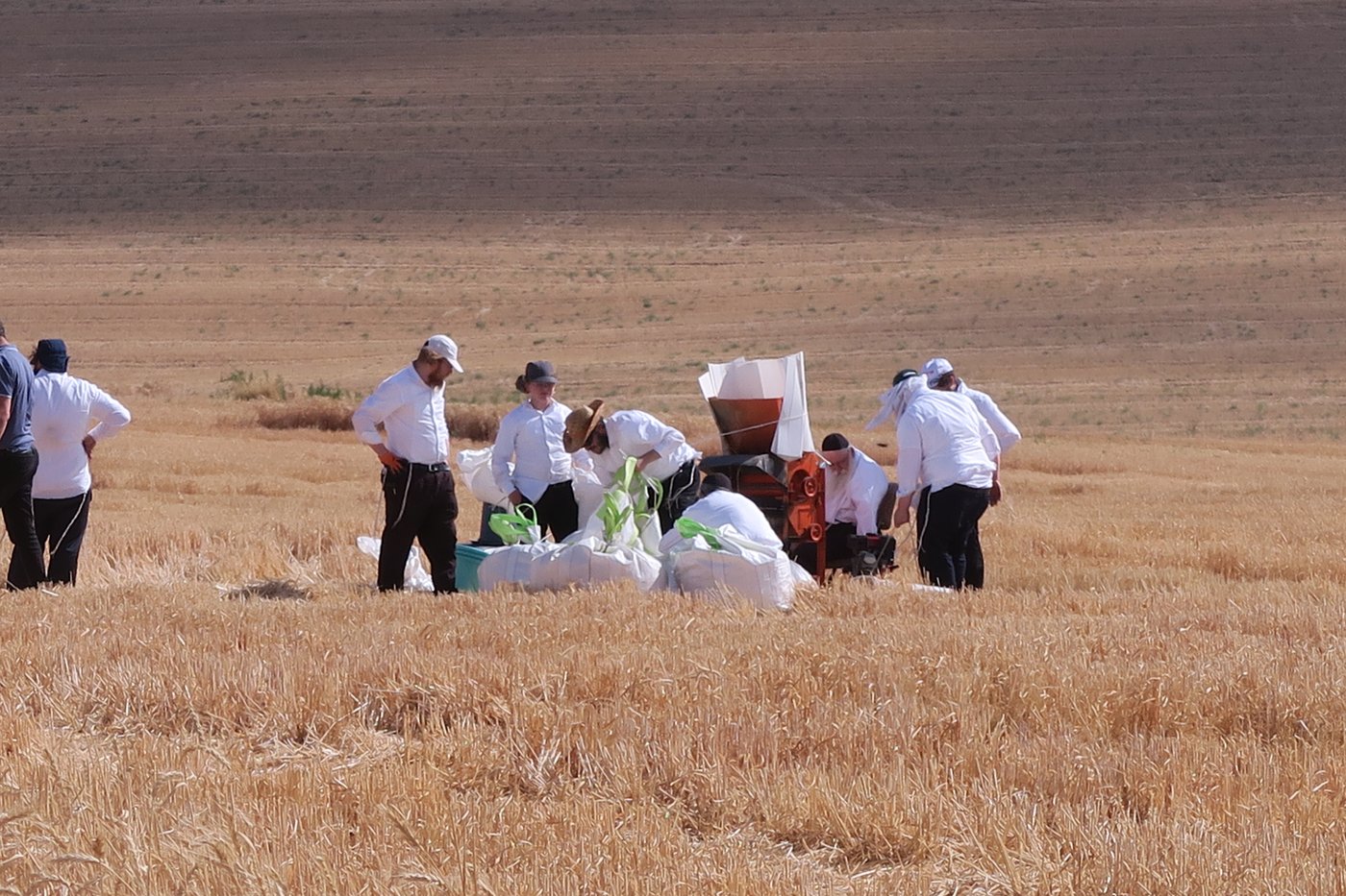קצירת חיטים לחג הפסח תשפ''ו