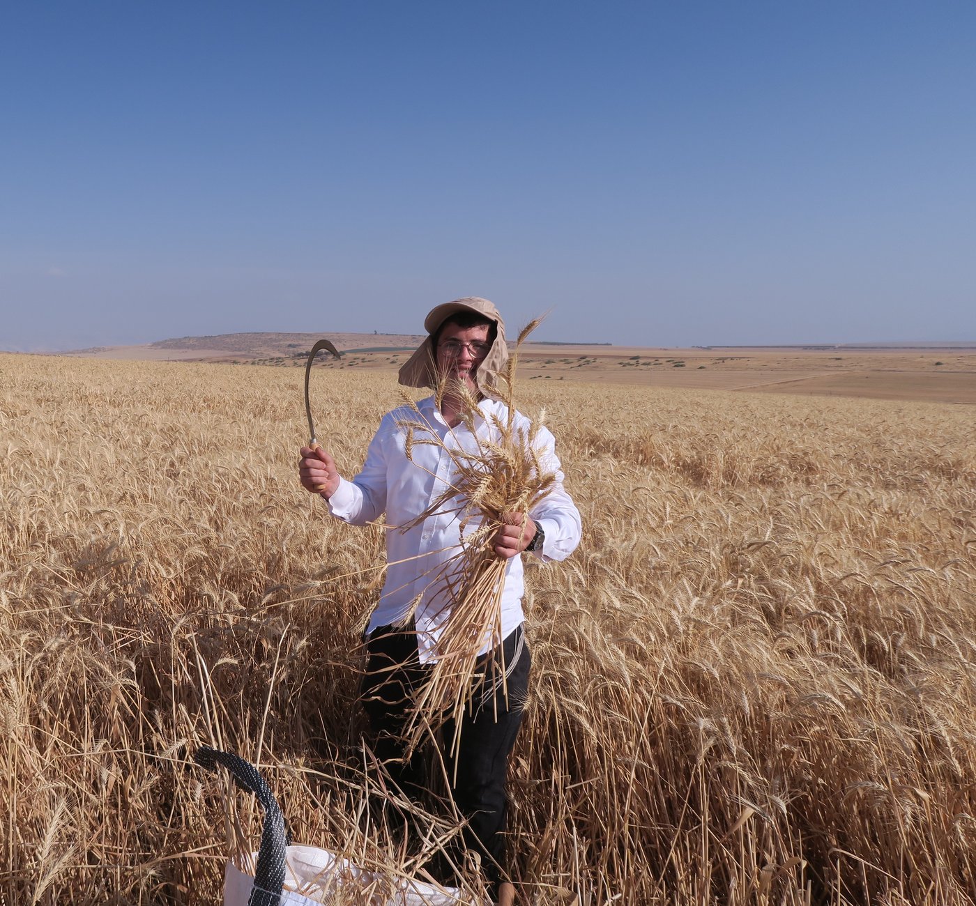 קצירת חיטים לחג הפסח תשפ''ו