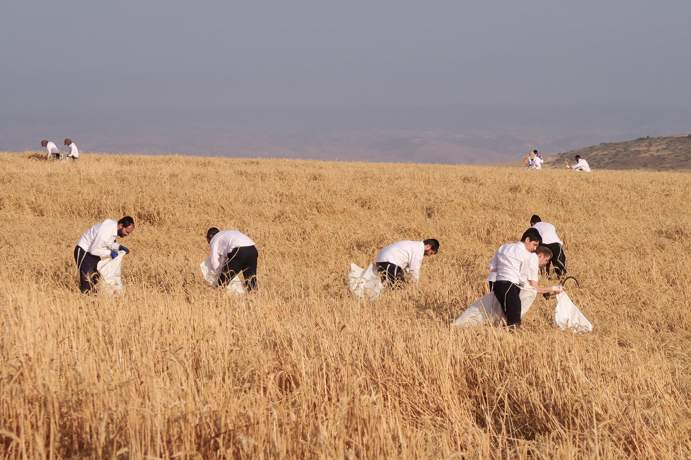 קצירת חיטים לחג הפסח תשפ''ו