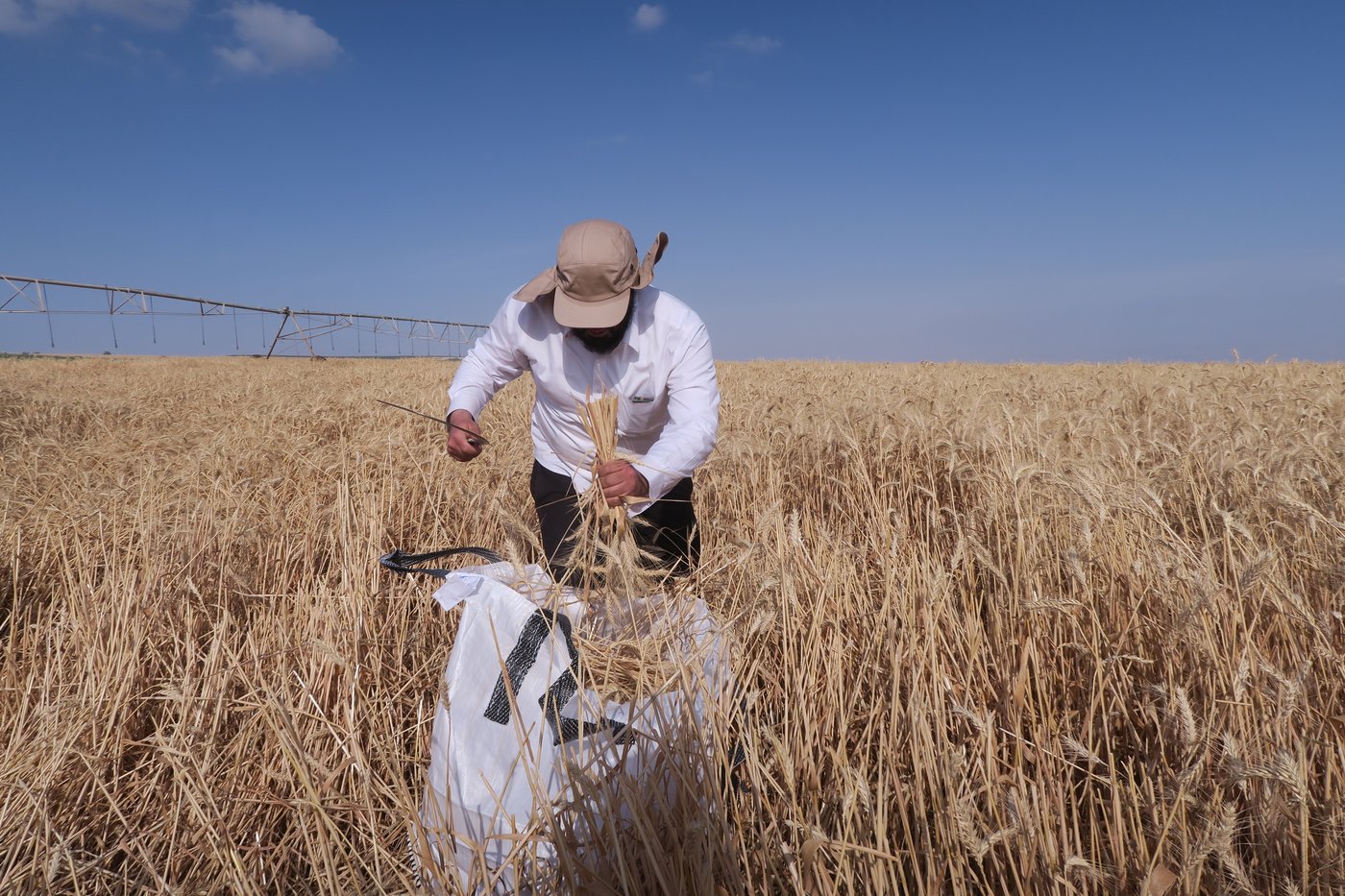 קצירת חיטים לחג הפסח תשפ''ו