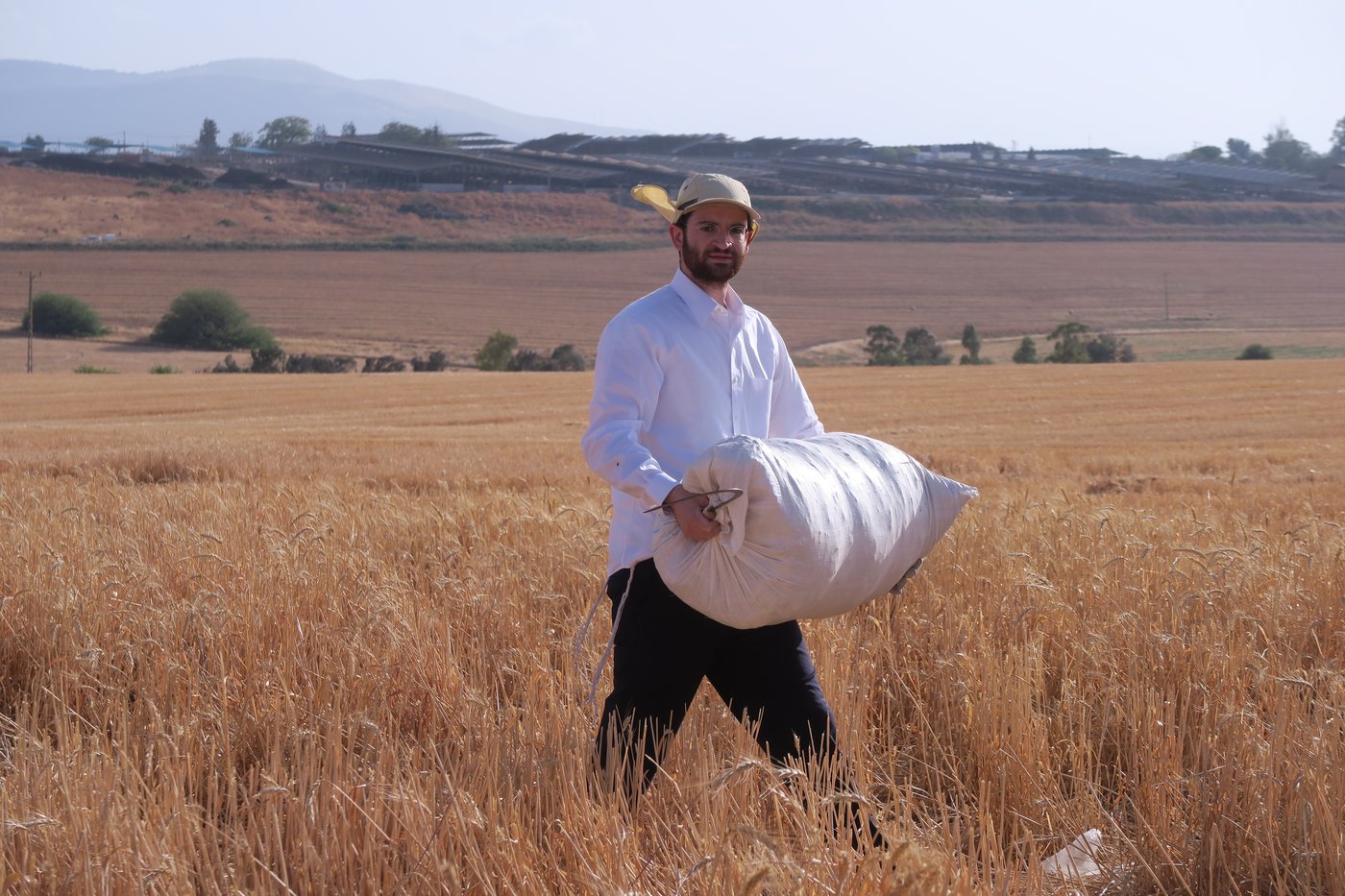 קצירת חיטים לחג הפסח תשפ''ו