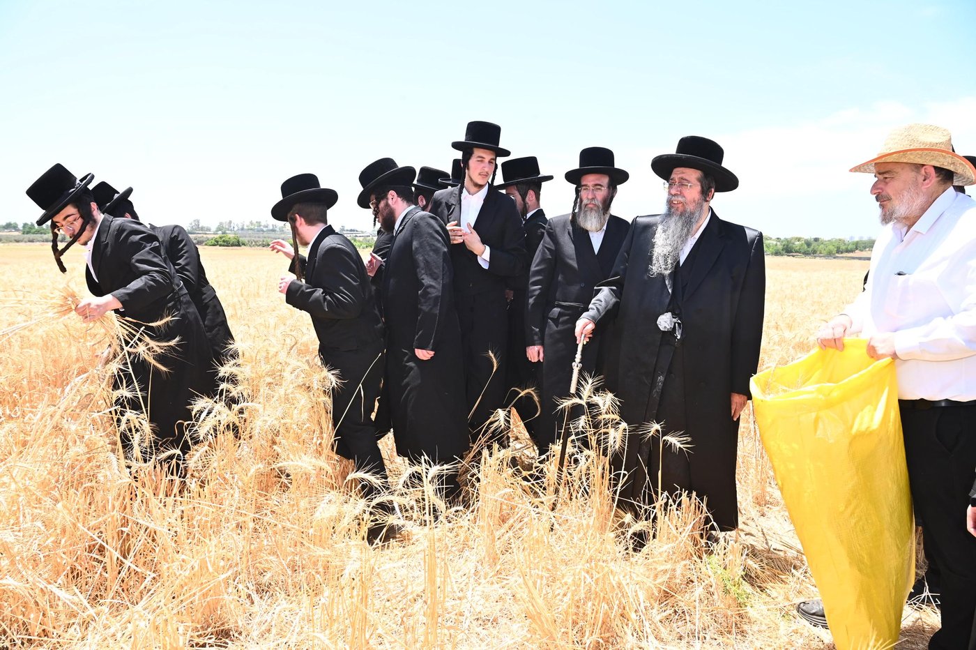 האדמו"ר משבט הלוי בקצירת חיטים