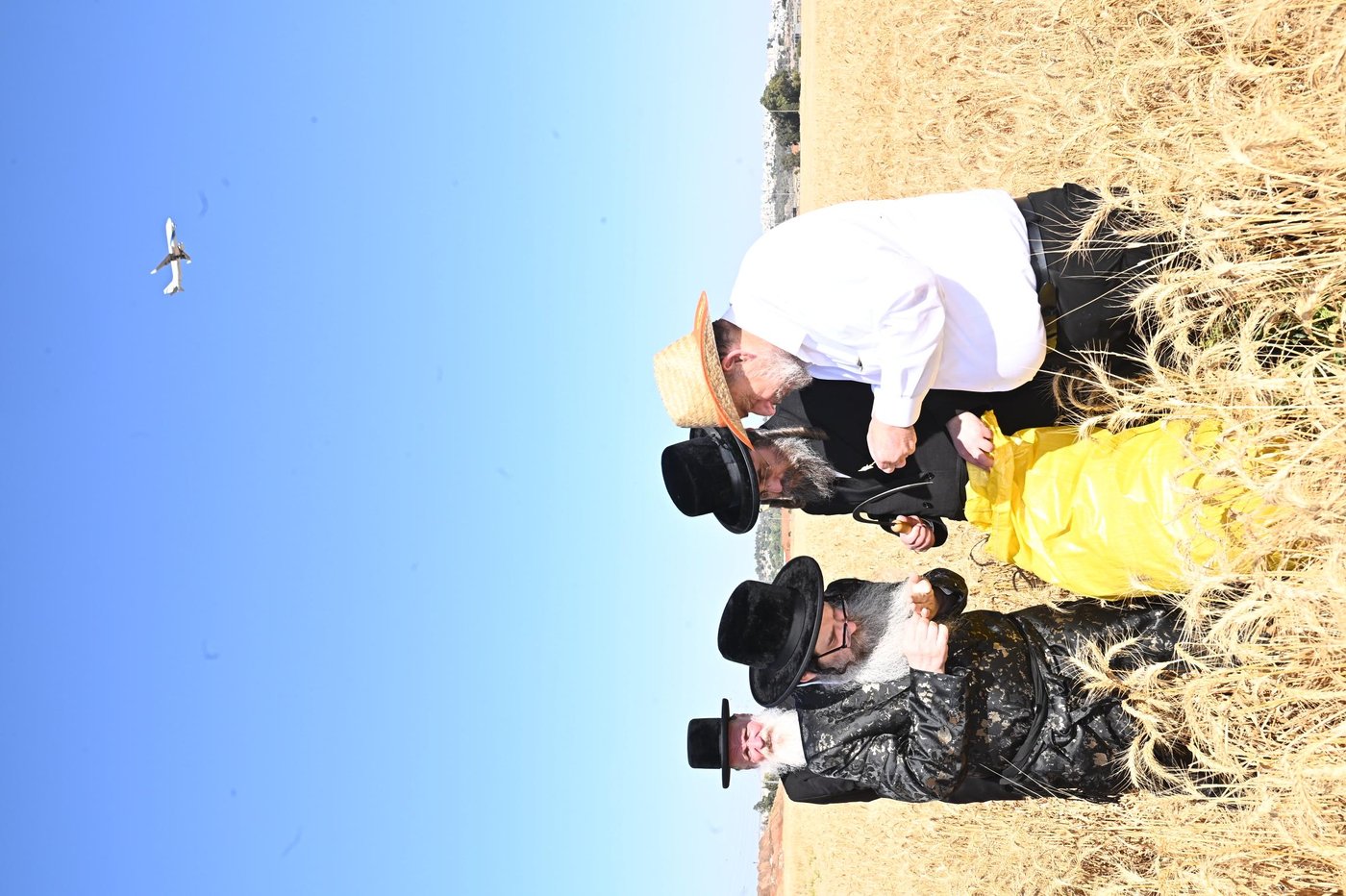 האדמו"ר מנדבורנה אלעד בקצירת חיטים