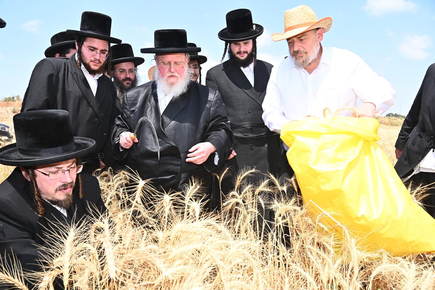 האדמו"ר מסאסוב בקצירת חיטים