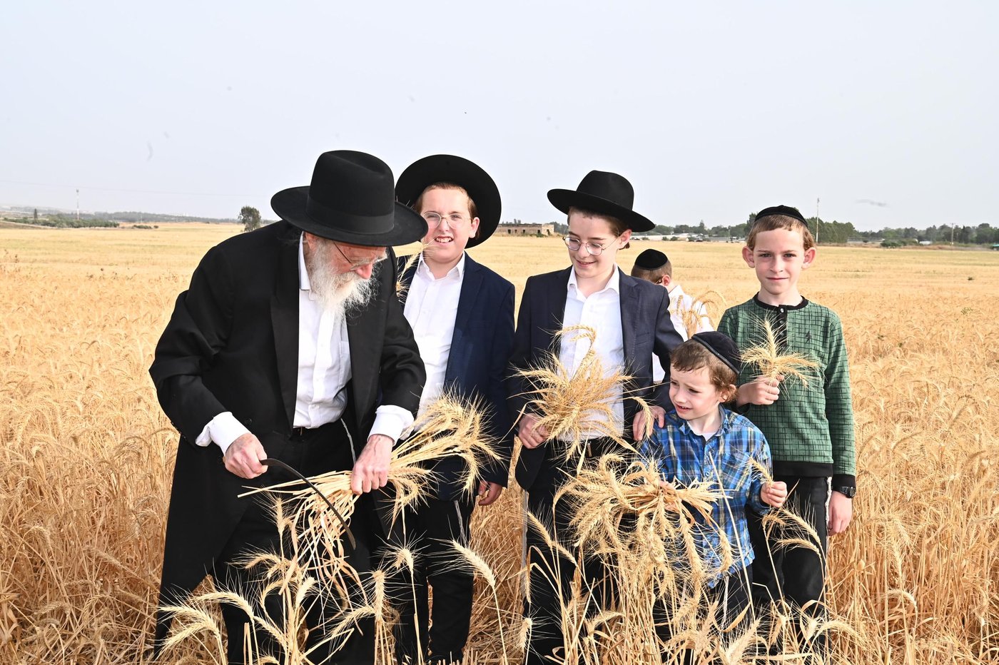 הגר"ש גלאי בקצירת חיטים