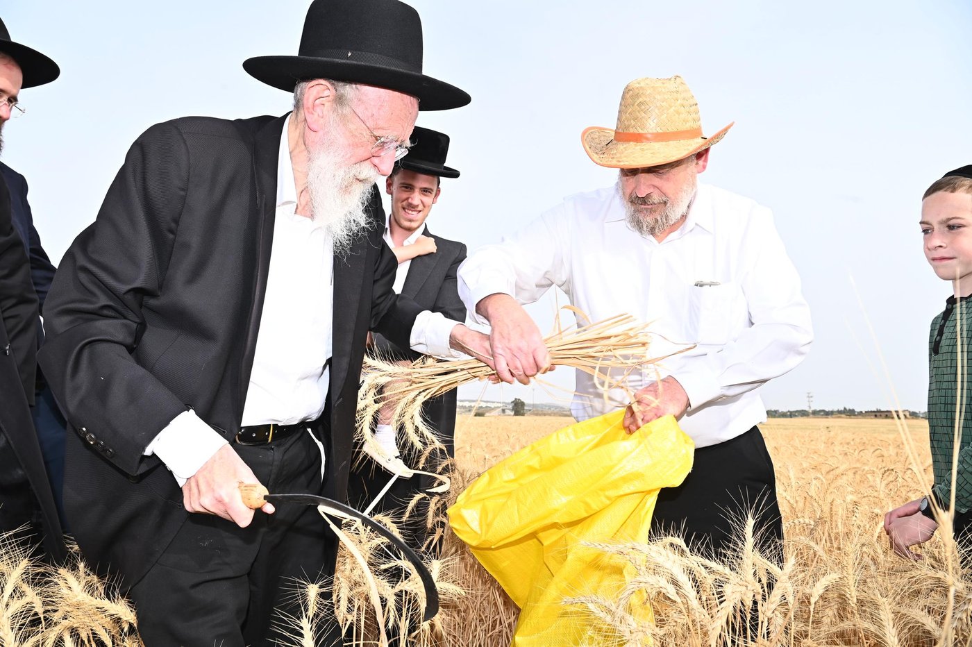 הגר"ש גלאי בקצירת חיטים