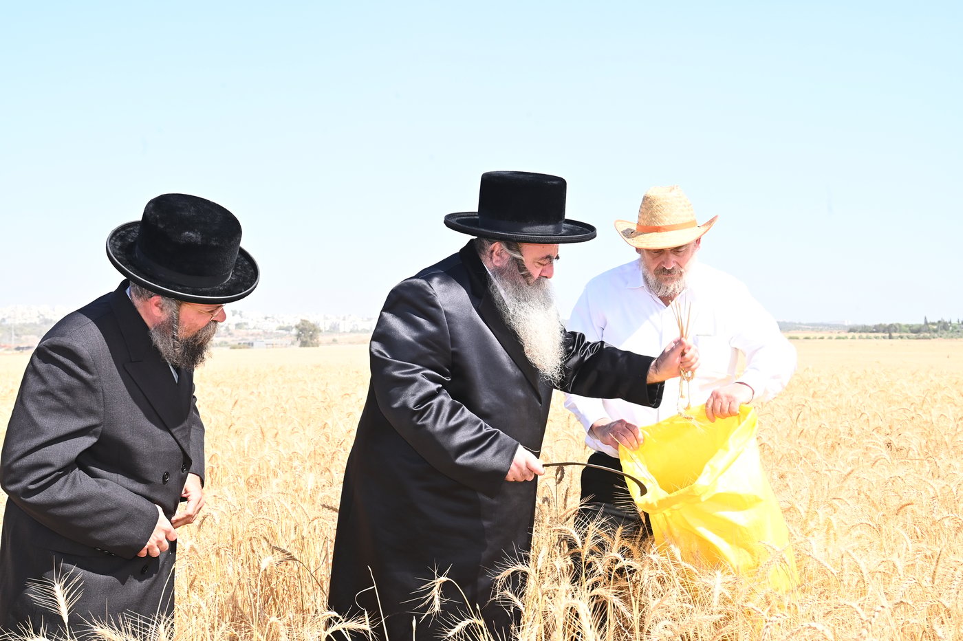 הרה"ג ר' סיני הלברשטאם בקצירת חיטין