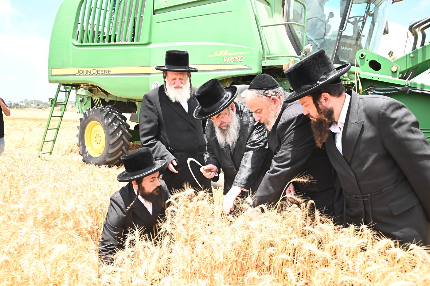 האדמו"ר מלעלוב בקצירת חיטים