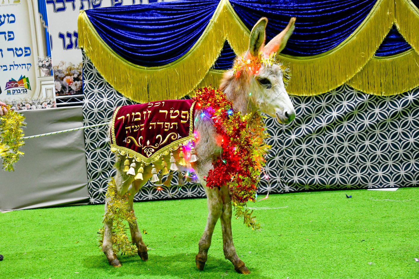 מעמד פדיון 'פטר חמור' בקהילת בית השם