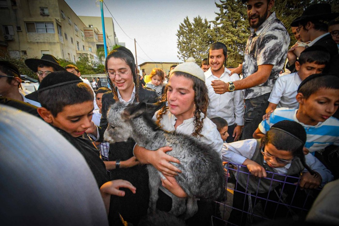 פדיון פטר חמור בעמנואל