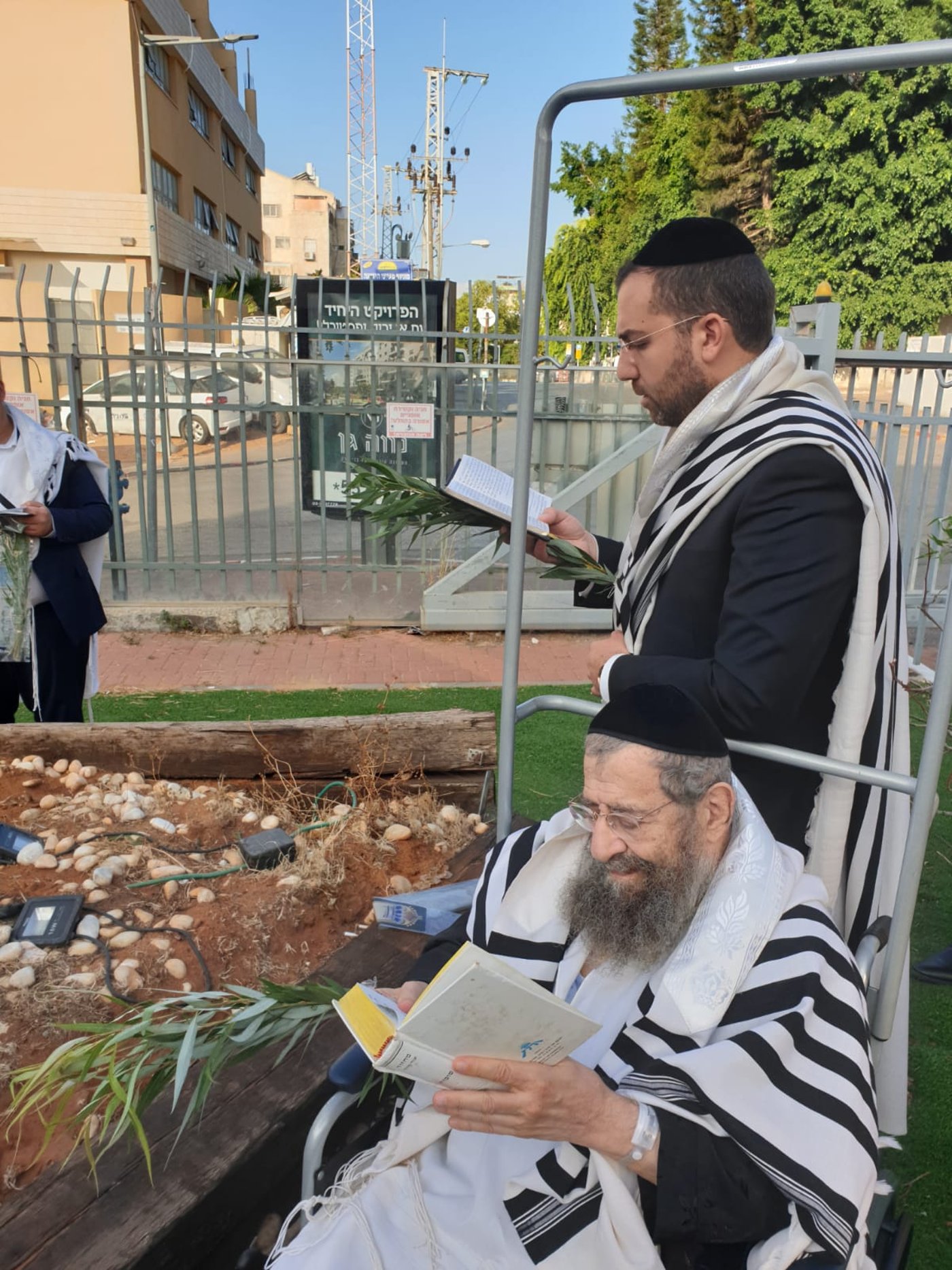 הגאון רבי מסעוד בן שמעון בחביטת הערבות בחצר בית החולים