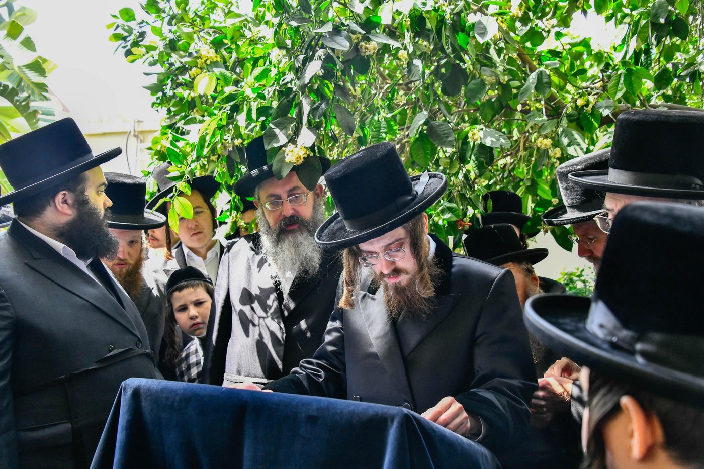 האדמו"ר מסאדיגורה בברכת האילנות 