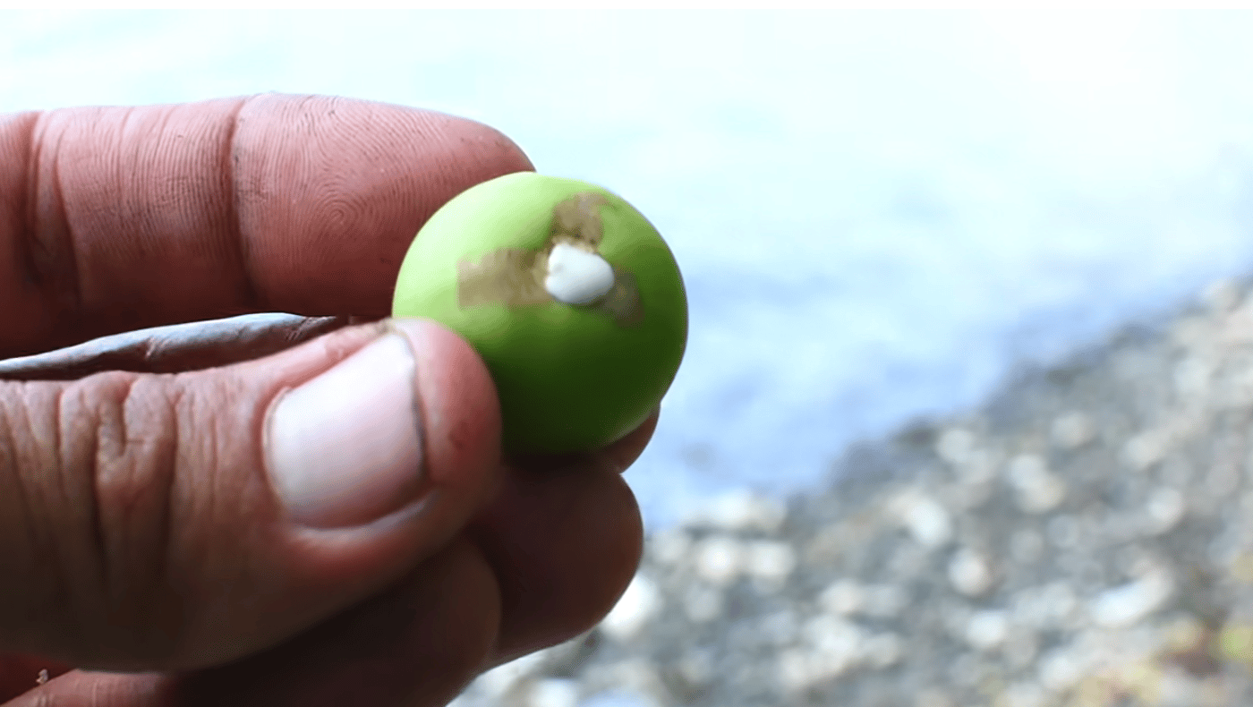 המוהל החלבי היוצא מהפרי