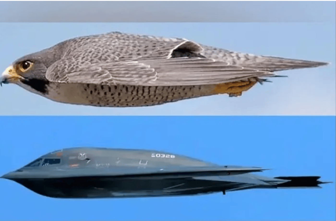 מהיר וקטלני הבז שימש כהשראה למפציץ הטוב ביותר בכל הזמנים