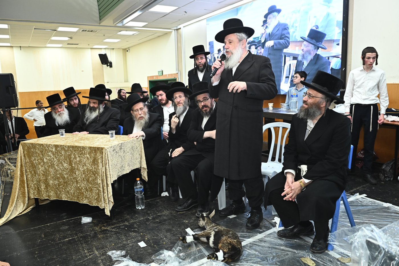 מעמד שחיטת כבש בבני ברק
