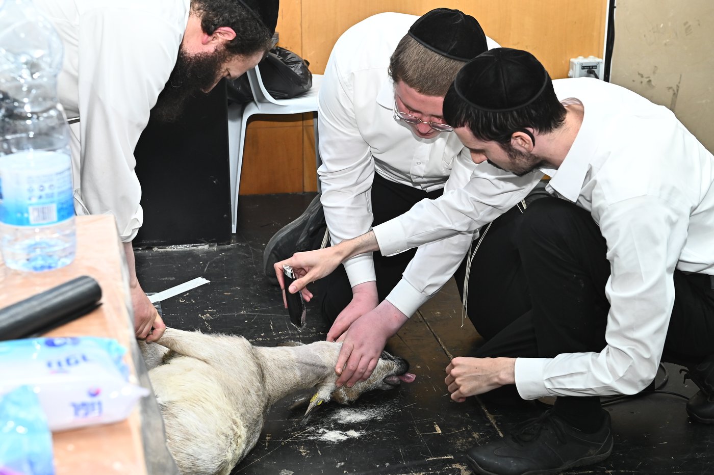 מעמד שחיטת כבש בבני ברק