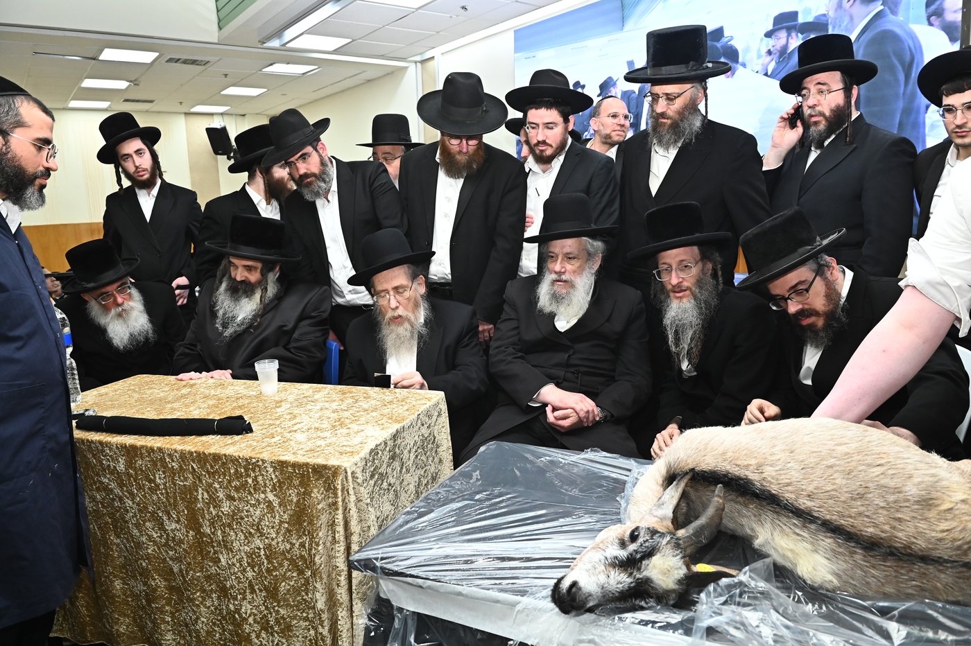 מעמד שחיטת כבש בבני ברק