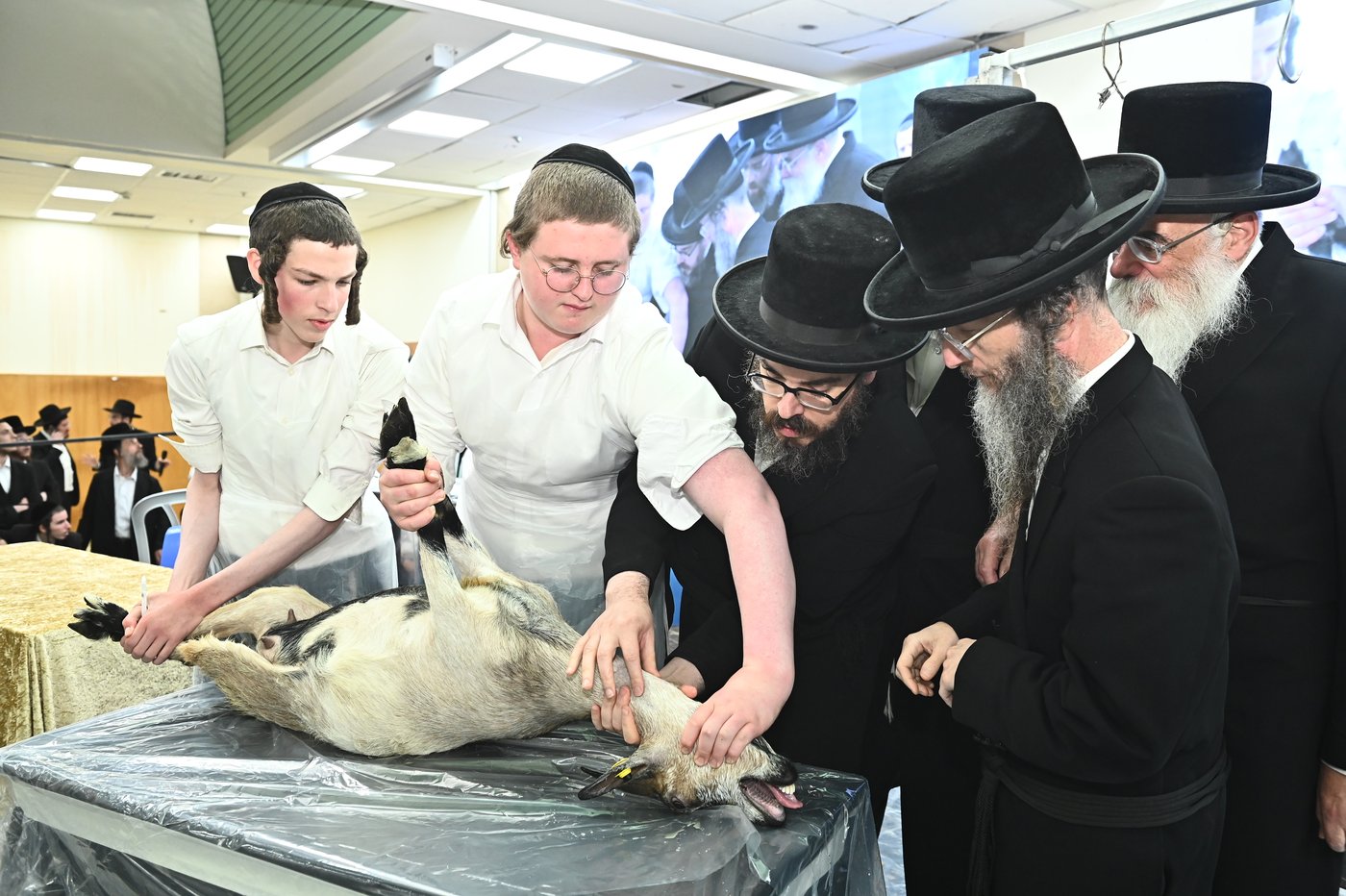 מעמד שחיטת כבש בבני ברק