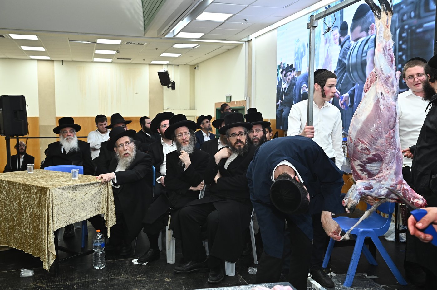 מעמד שחיטת כבש בבני ברק
