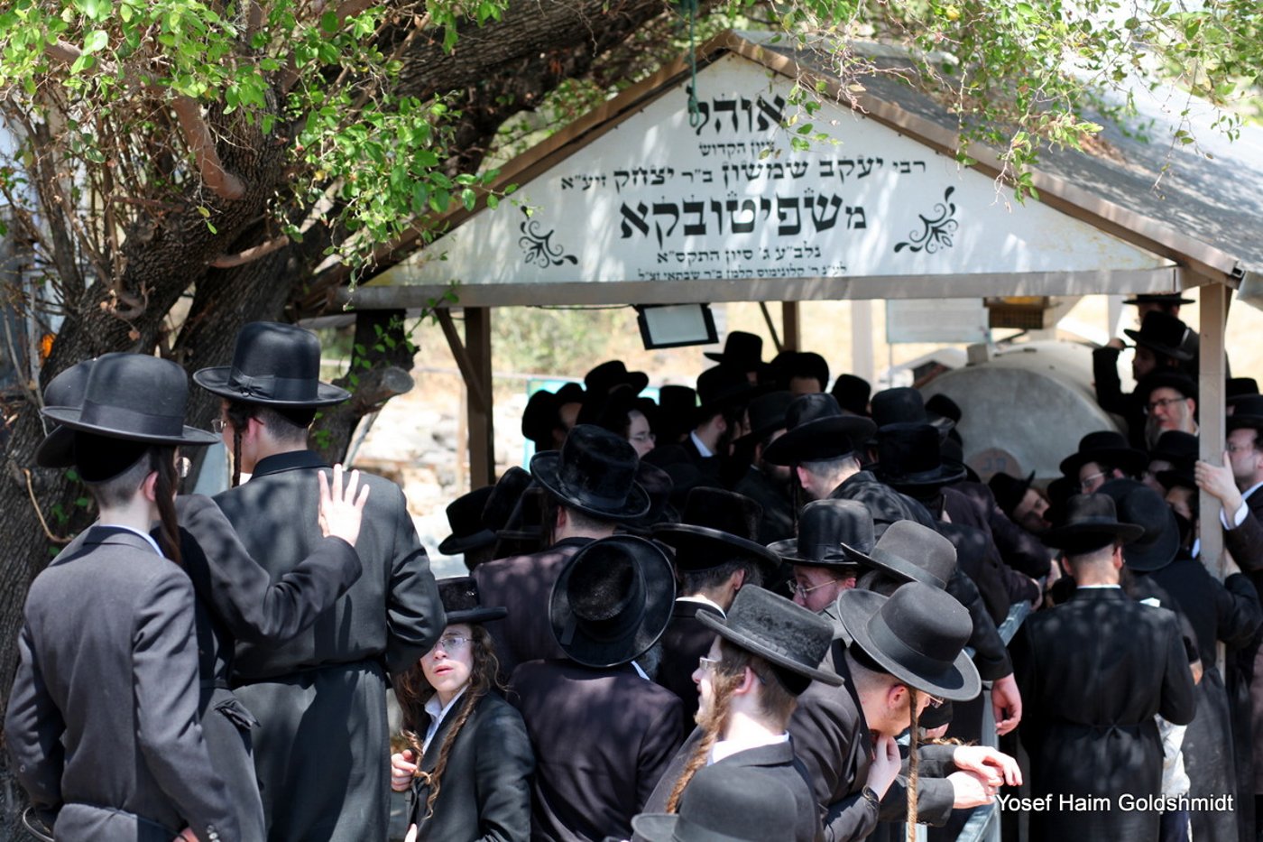 האדמו"ר מאמשינוב בטבריה