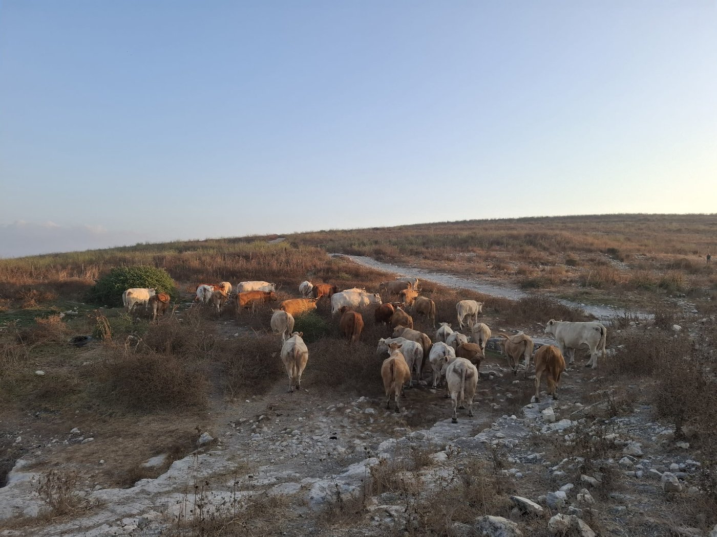 תפיסת עדרי הבקר בשטח אש