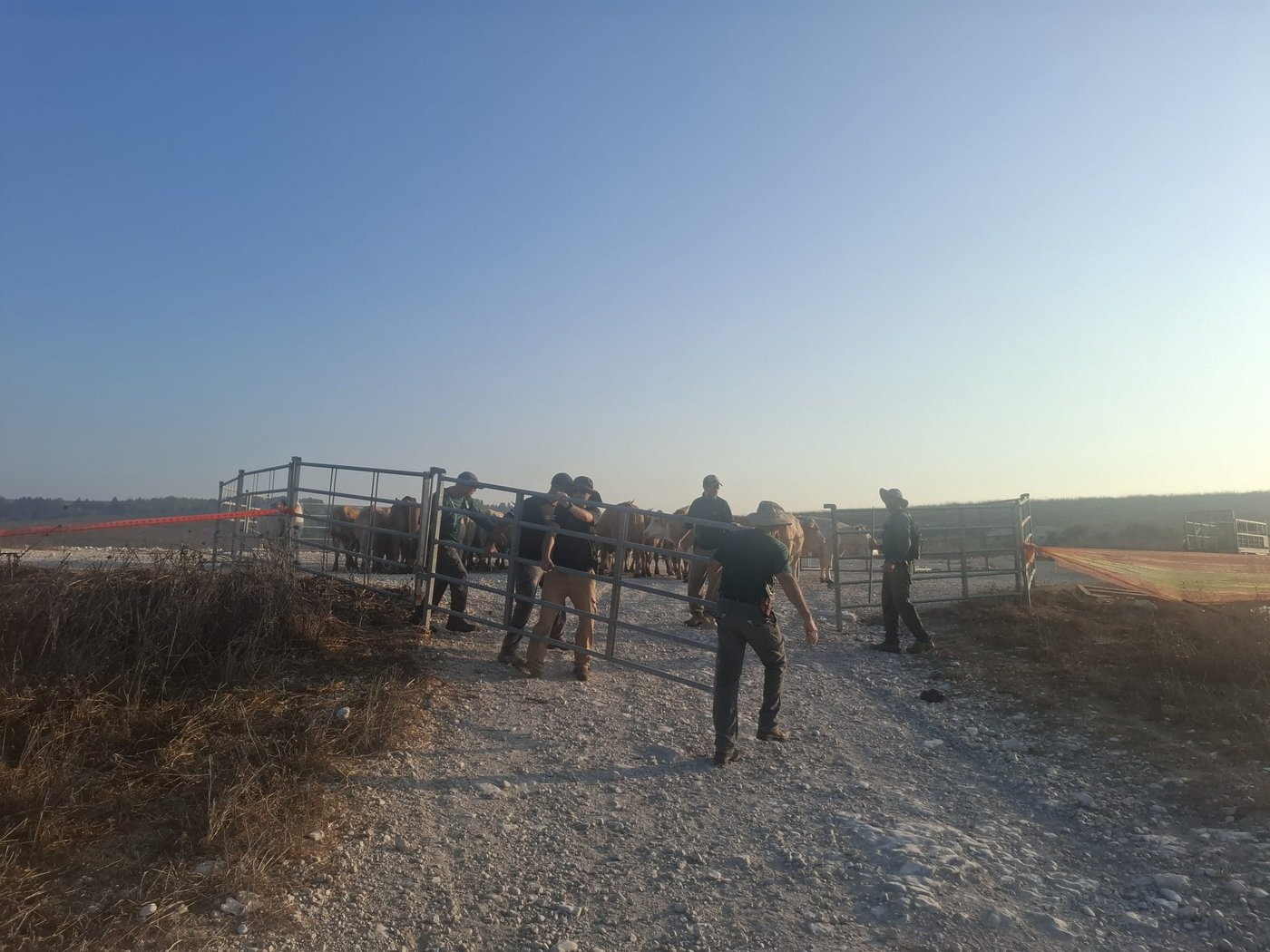 תפיסת עדרי הבקר בשטח אש