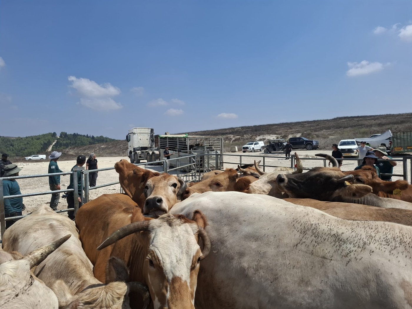 תפיסת עדרי הבקר בשטח אש