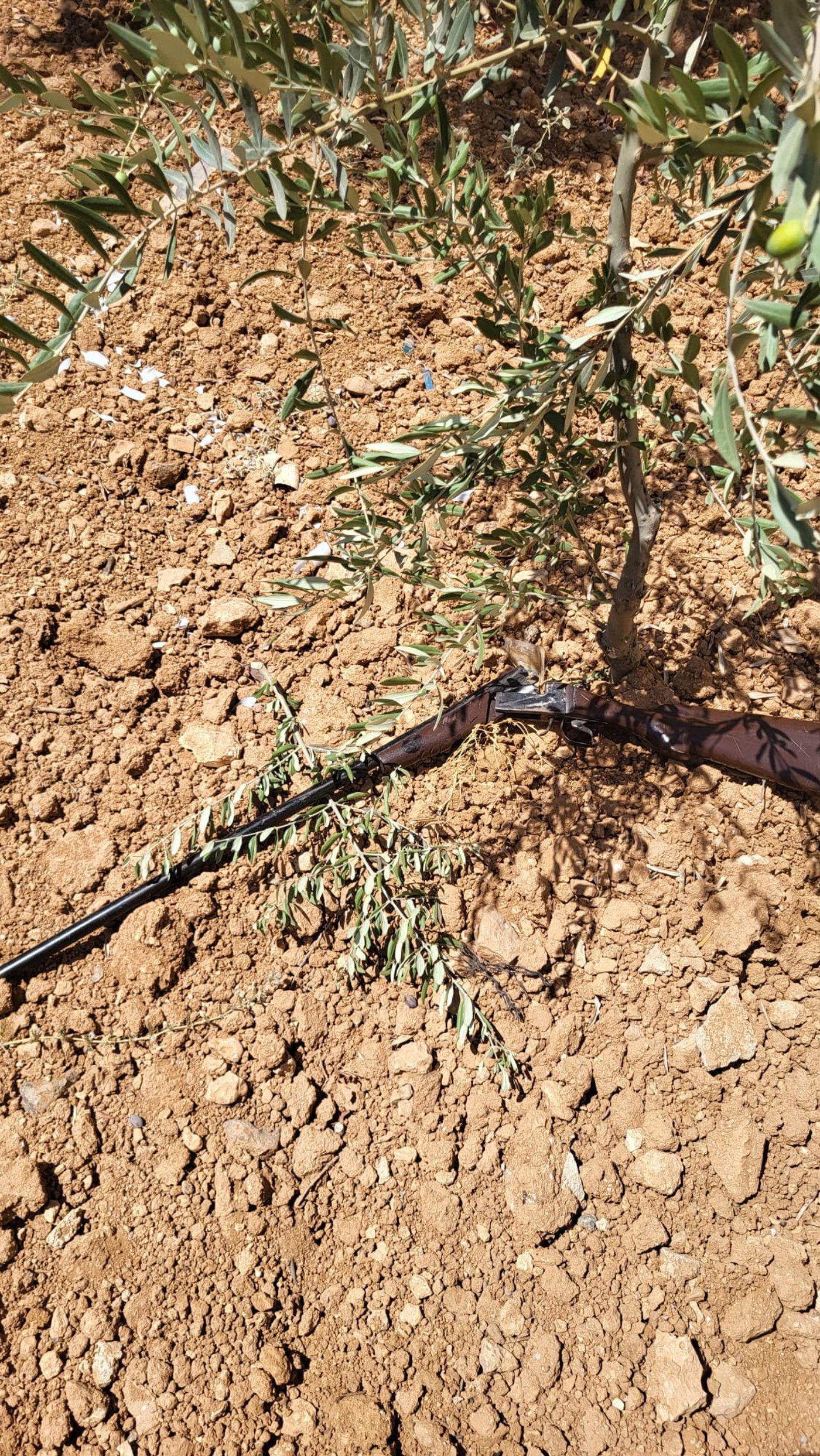 רובה ציד ותחמושת נתפסו מתחת לעץ זית בחברון; ארבעה חשודים נעצרו