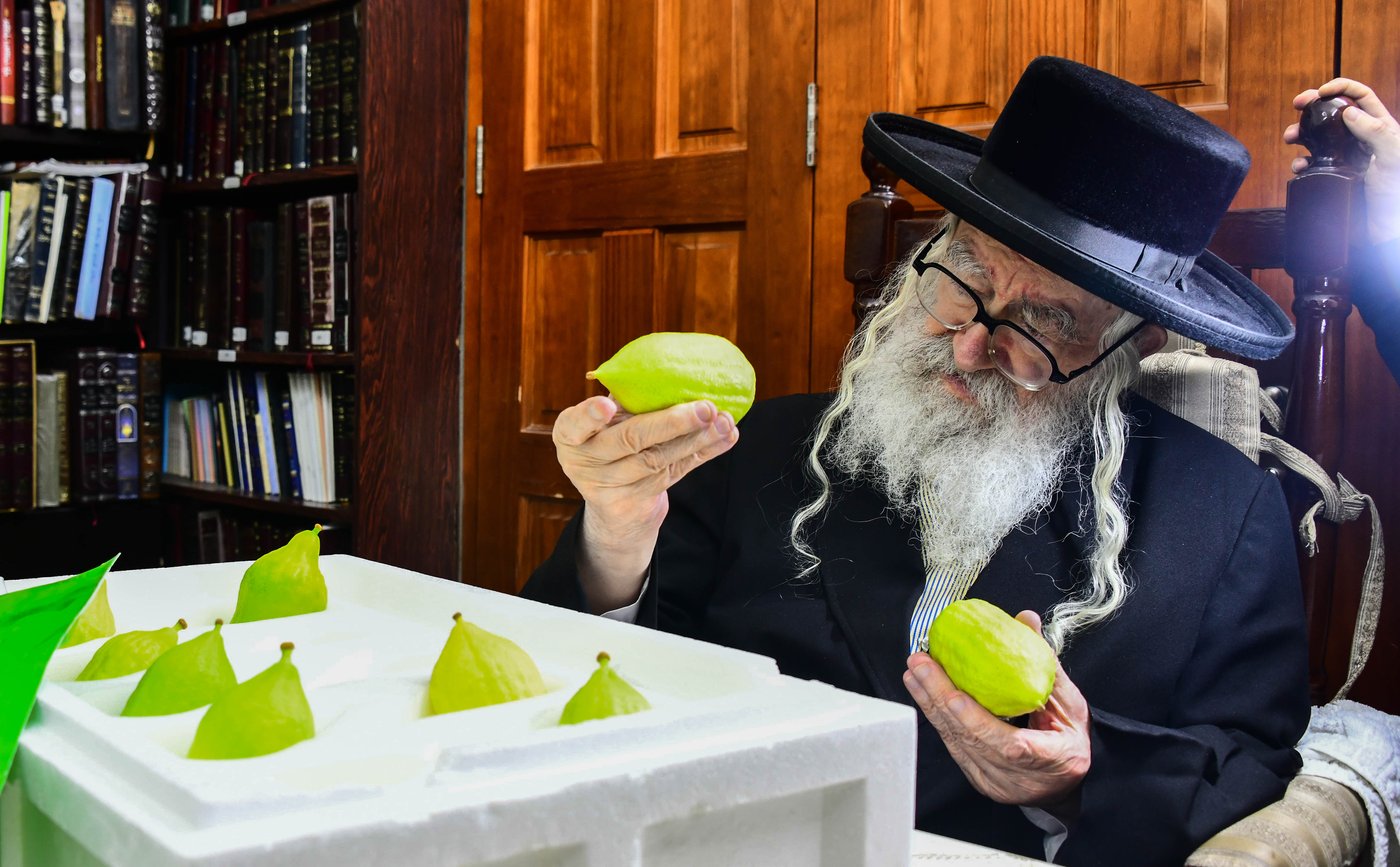 גדולי ישראל בבחירת אתרוגים לקראת חג הסוכות | צילום: שוקי לרר