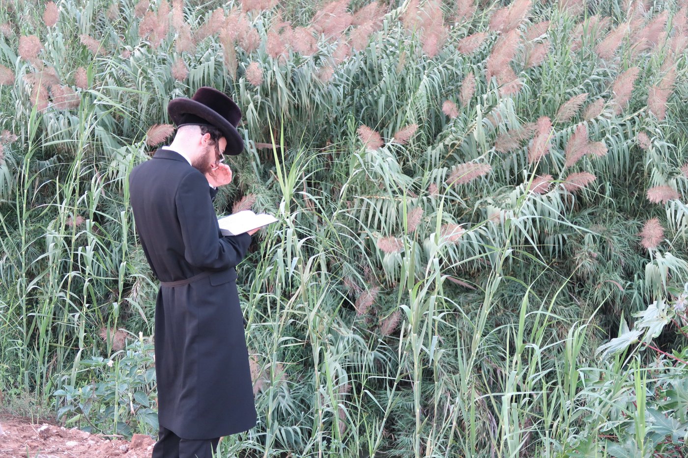 האדמו"ר ממיאלען שליט"א בתשליך | צילום: י. פריד