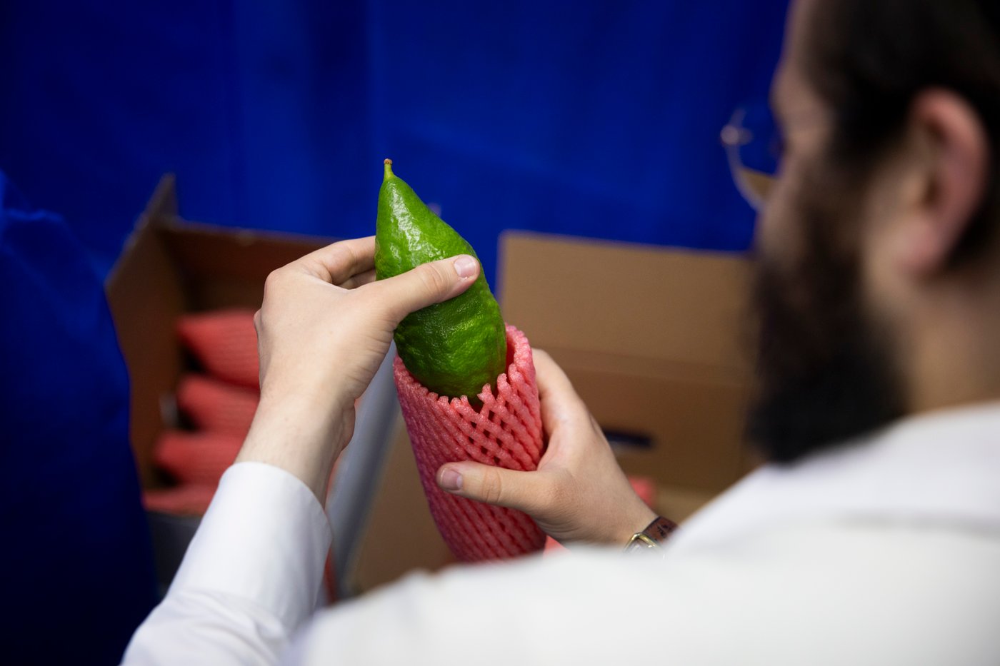 אברך בודק אתרוג לארבעת המינים, אילוסטרציה