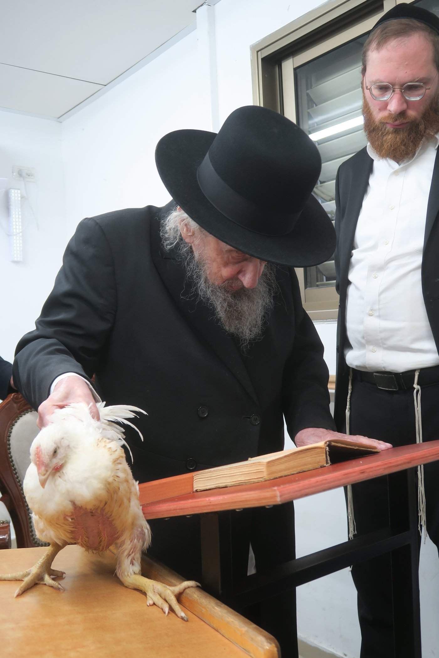 הגאון רבי דב לנדו שליט"א במנהג כפרות | צילום: מ. אדלר