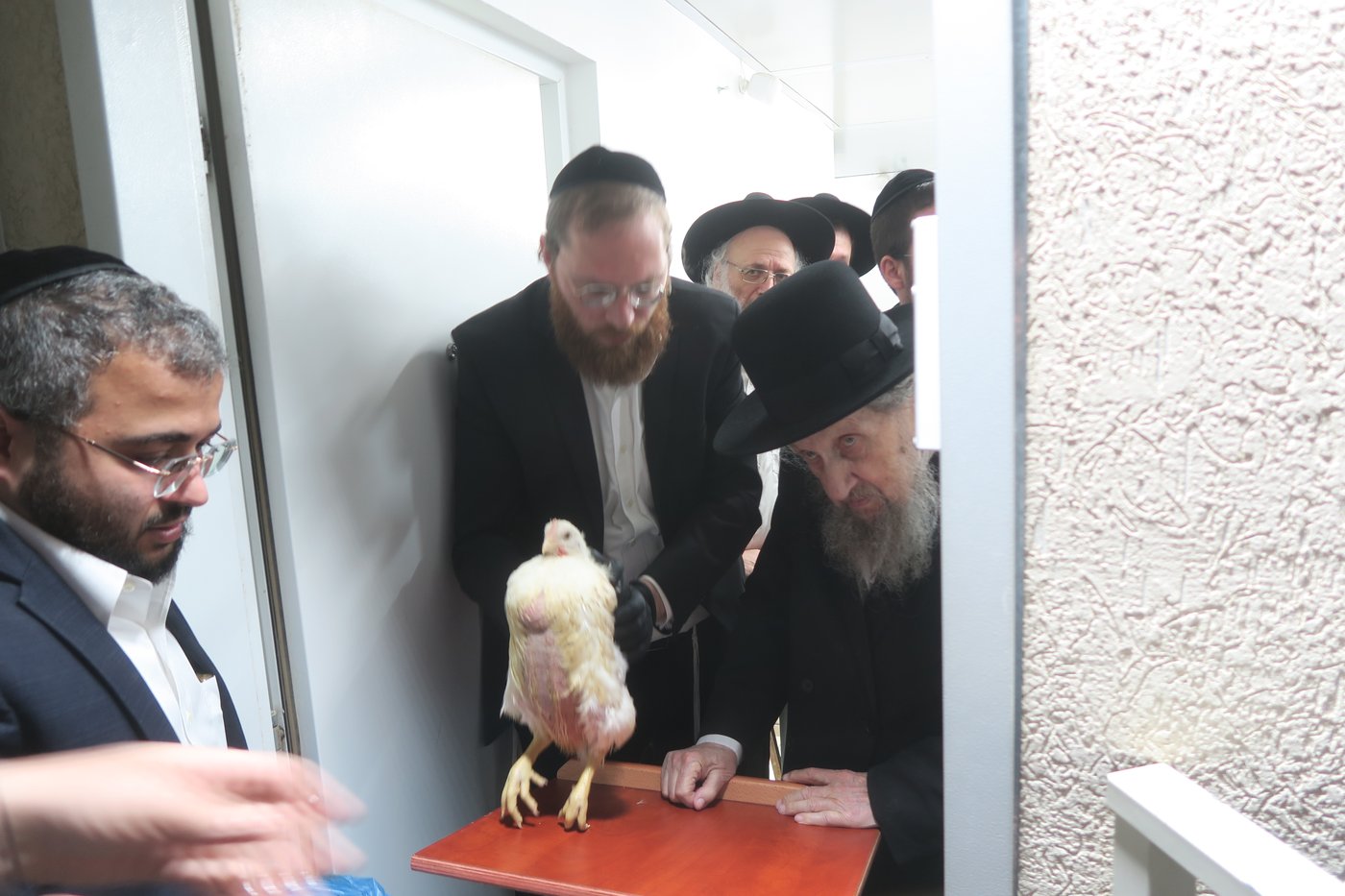 הגאון רבי דב לנדו שליט"א במנהג כפרות | צילום: מ. אדלר