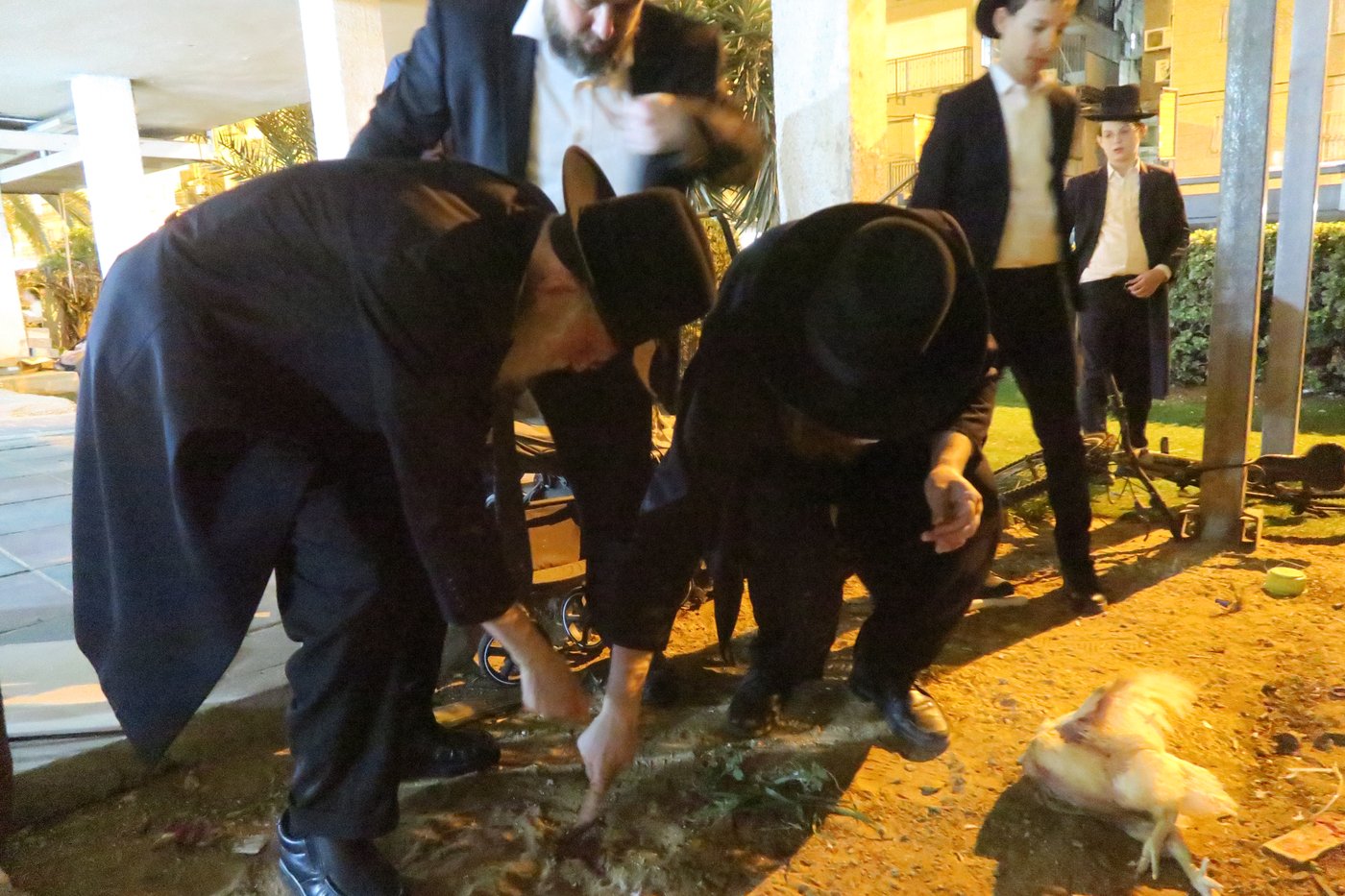 הגאון רבי שמעון גלאי שליט"א במנהג כפרות | צילום: מ. אדלר