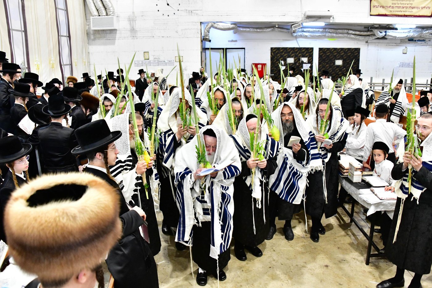 האדמו"ר ממחנובקא בעלזא שליט"א בנטילת לולב