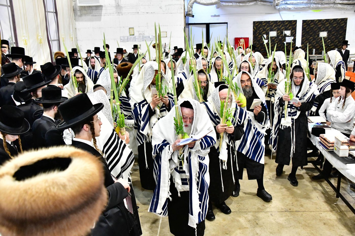 האדמו"ר ממחנובקא בעלזא שליט"א בנטילת לולב