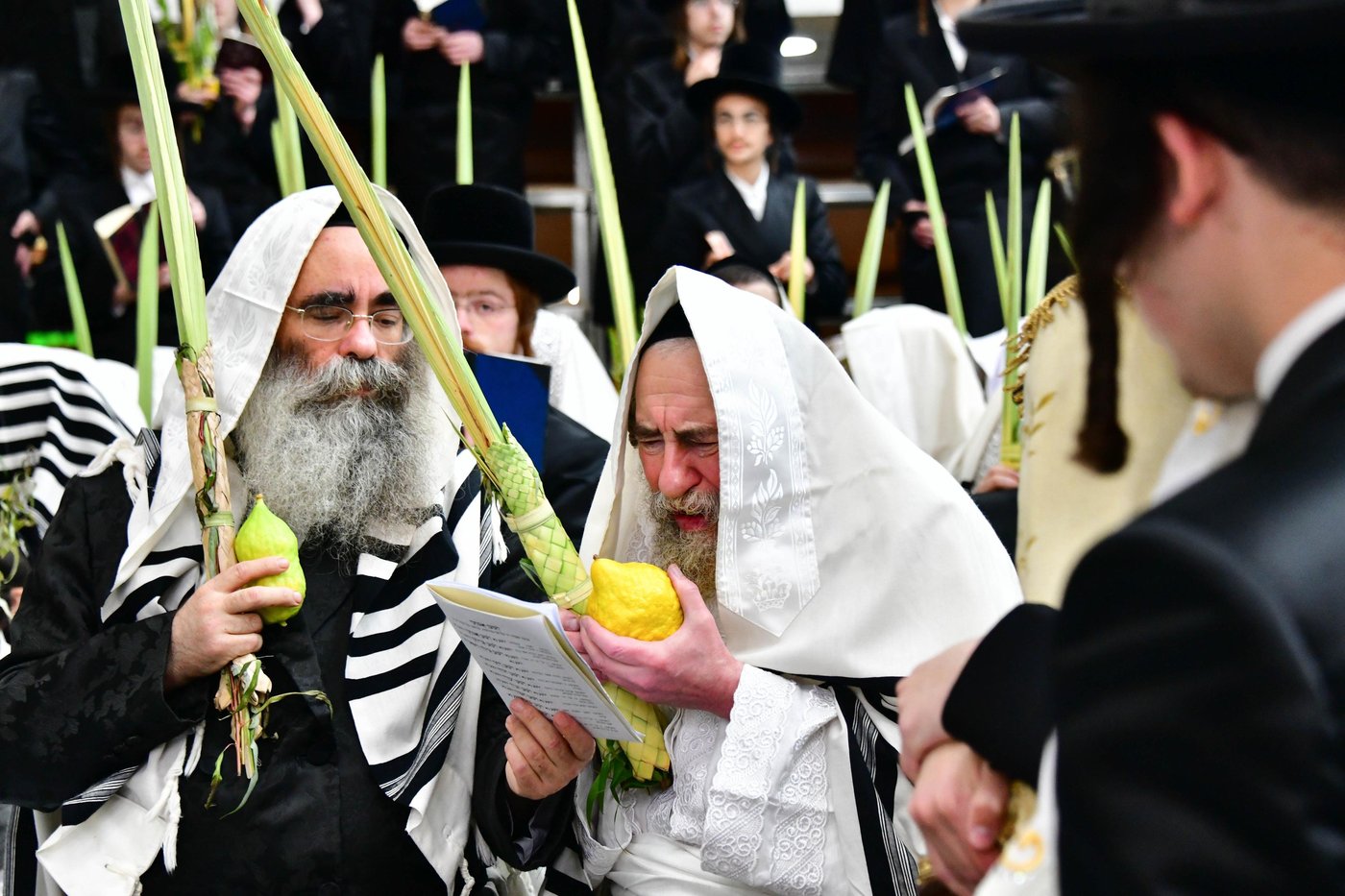 הושענא רבה בחצר הקודש רחמסטריווקא | צילום: שוקי לרר