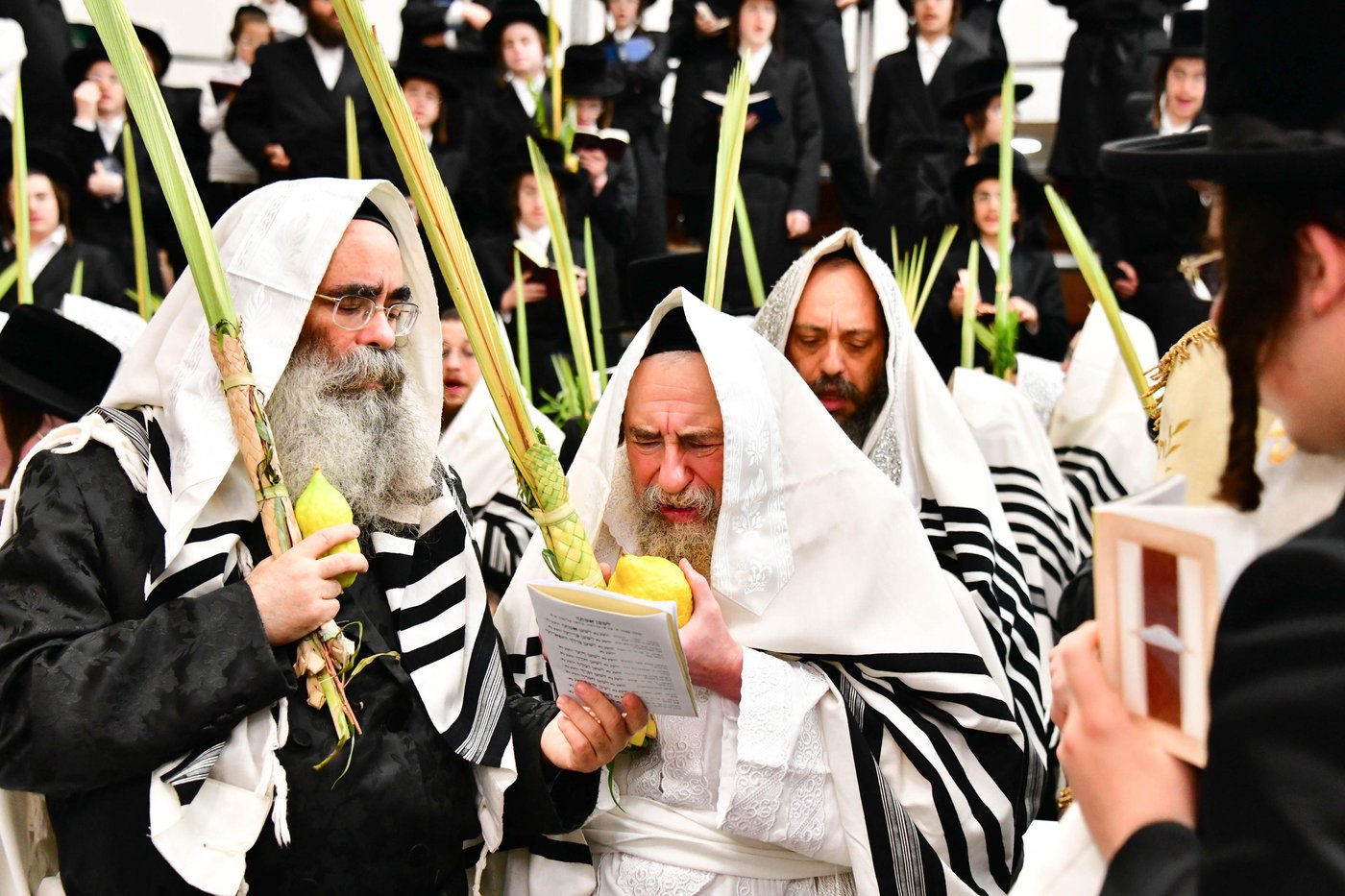 הושענא רבה בחצר הקודש רחמסטריווקא | צילום: שוקי לרר