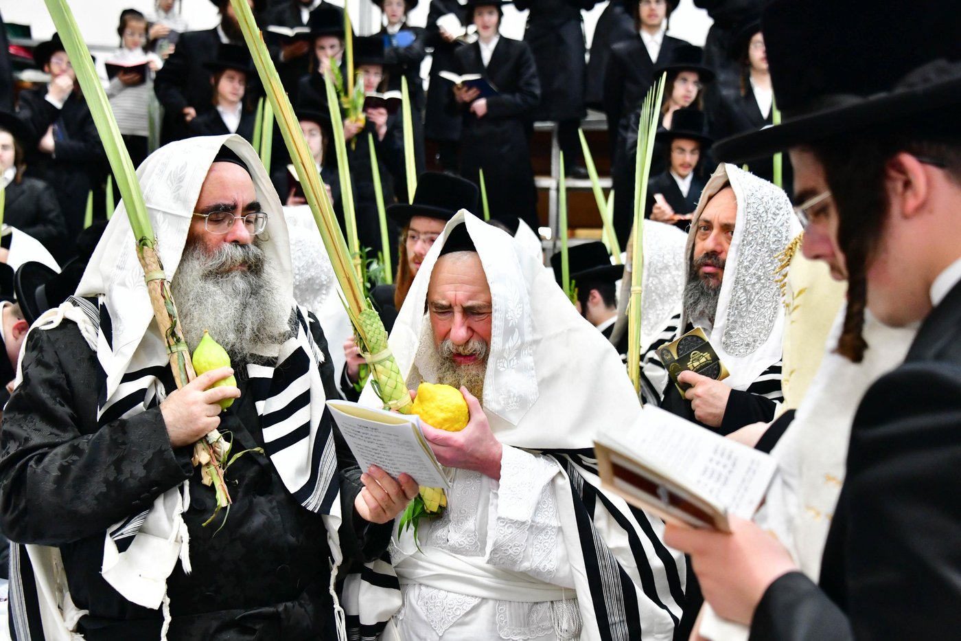 הושענא רבה בחצר הקודש רחמסטריווקא | צילום: שוקי לרר
