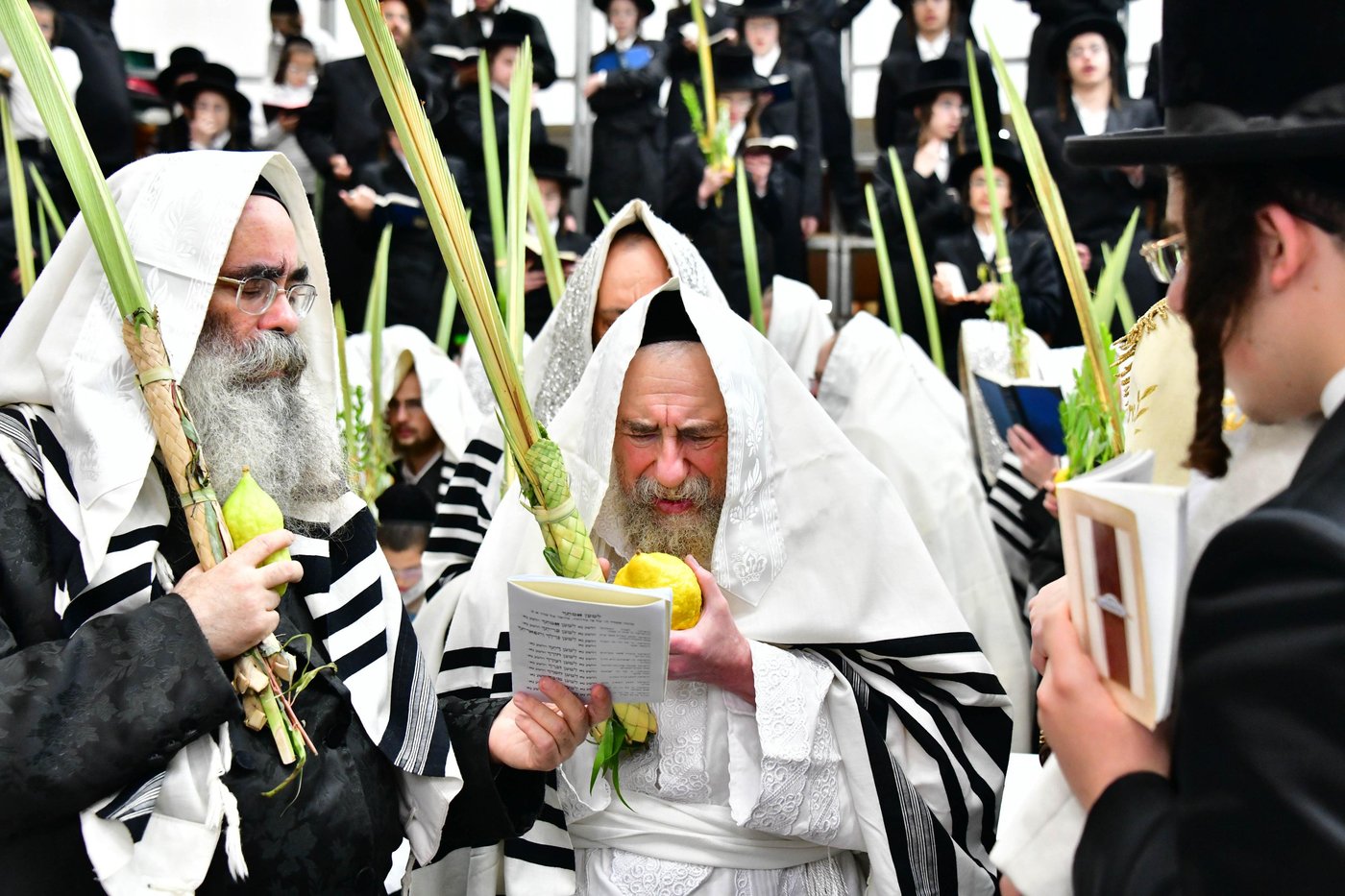 הושענא רבה בחצר הקודש רחמסטריווקא | צילום: שוקי לרר