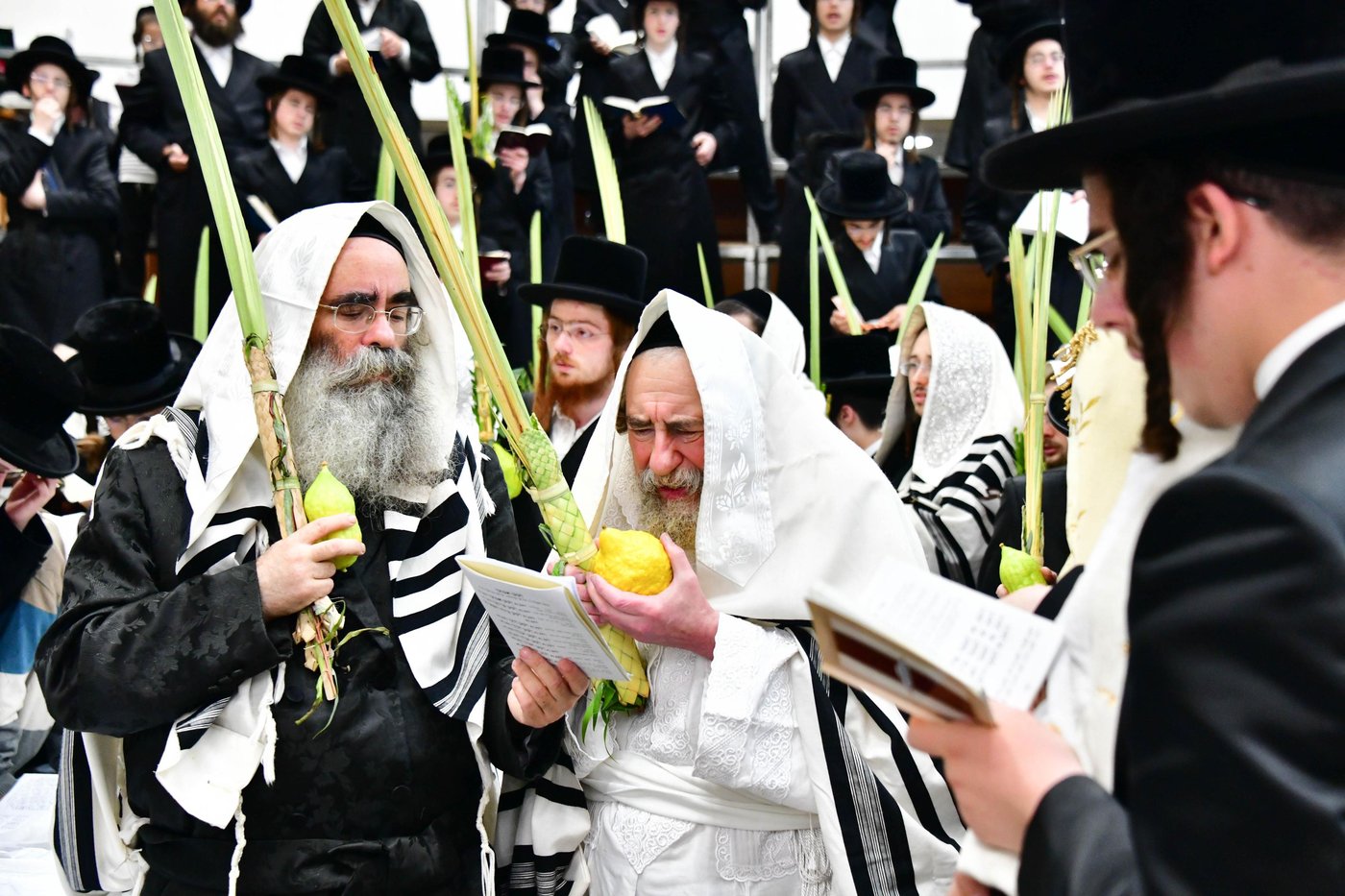 הושענא רבה בחצר הקודש רחמסטריווקא | צילום: שוקי לרר