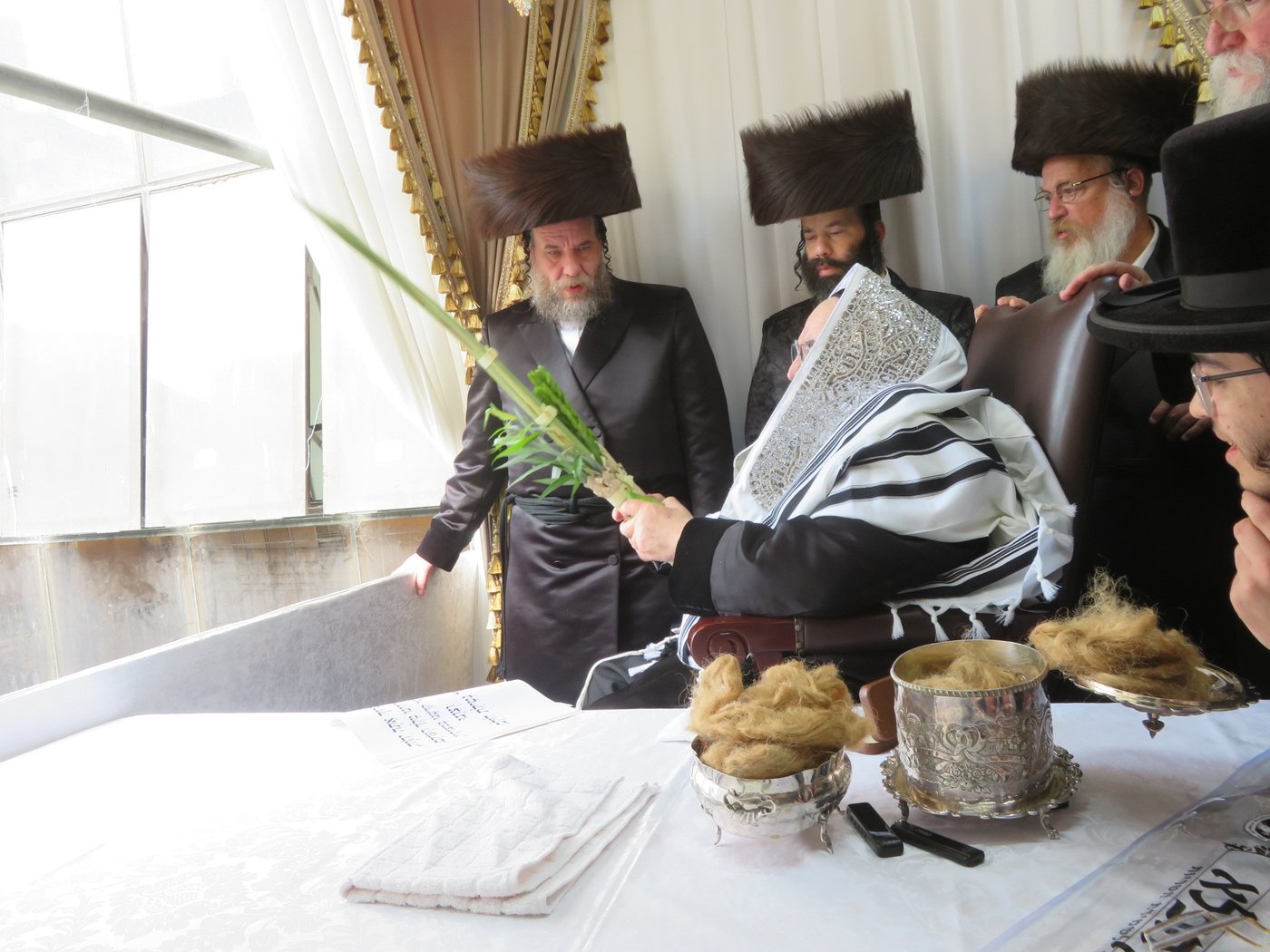 האדמו"ר מויז'ניץ שליט"א בעבודת הנענועים | צילום: באדיבות המצלם