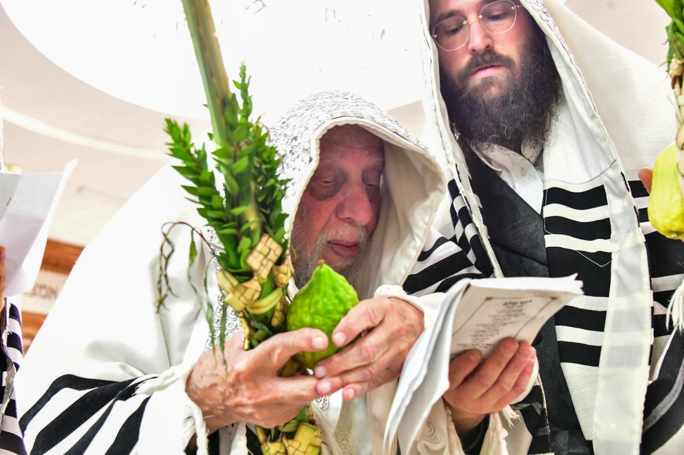 הושענא רבה בחצר קופיטשניץ | צילום: שוקי לרר