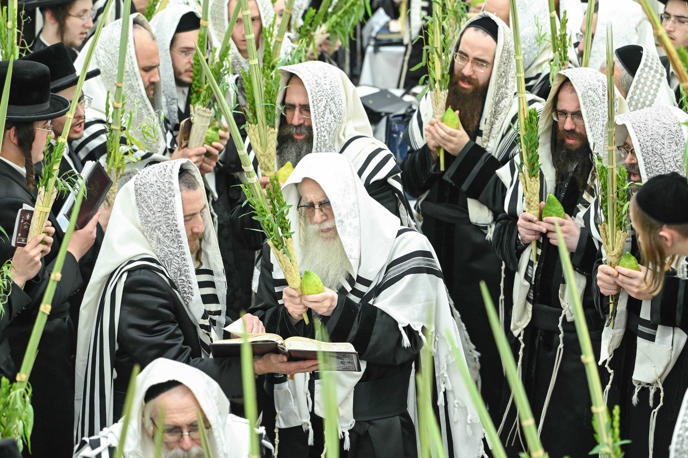 האדמו"ר מצאנז שליט"א בעבודת הנענועים